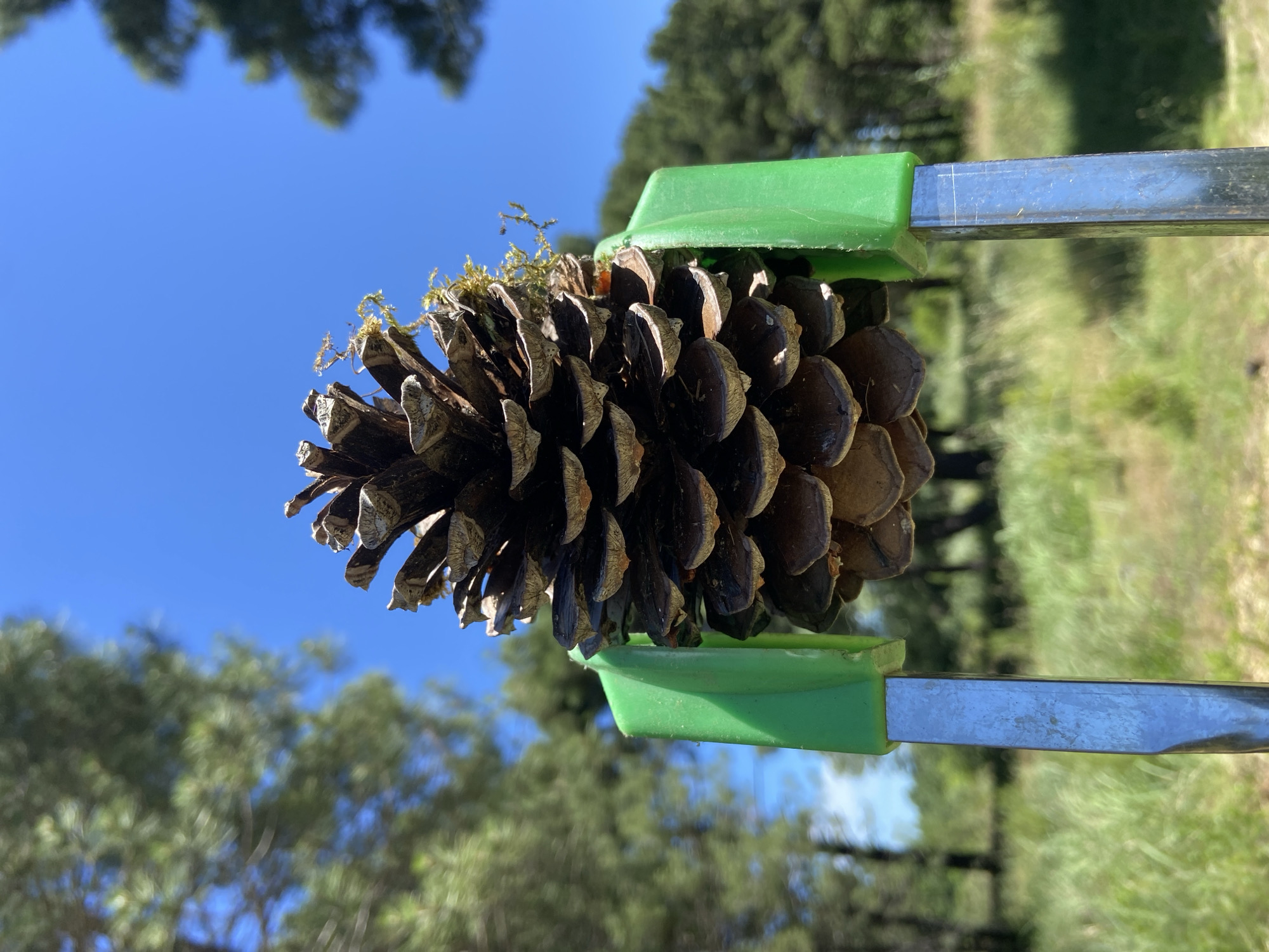 A large pine cone is being held by green and silver tongs against a backdrop of a clear blue sky and a blurred forest. The cone is brown and covered in scales, with some moss growing at the top. The tongs are positioned horizontally, gripping the cone in the middle. The environment suggests an outdoor setting. The location in the city of Unknown, Unknown is unknown.