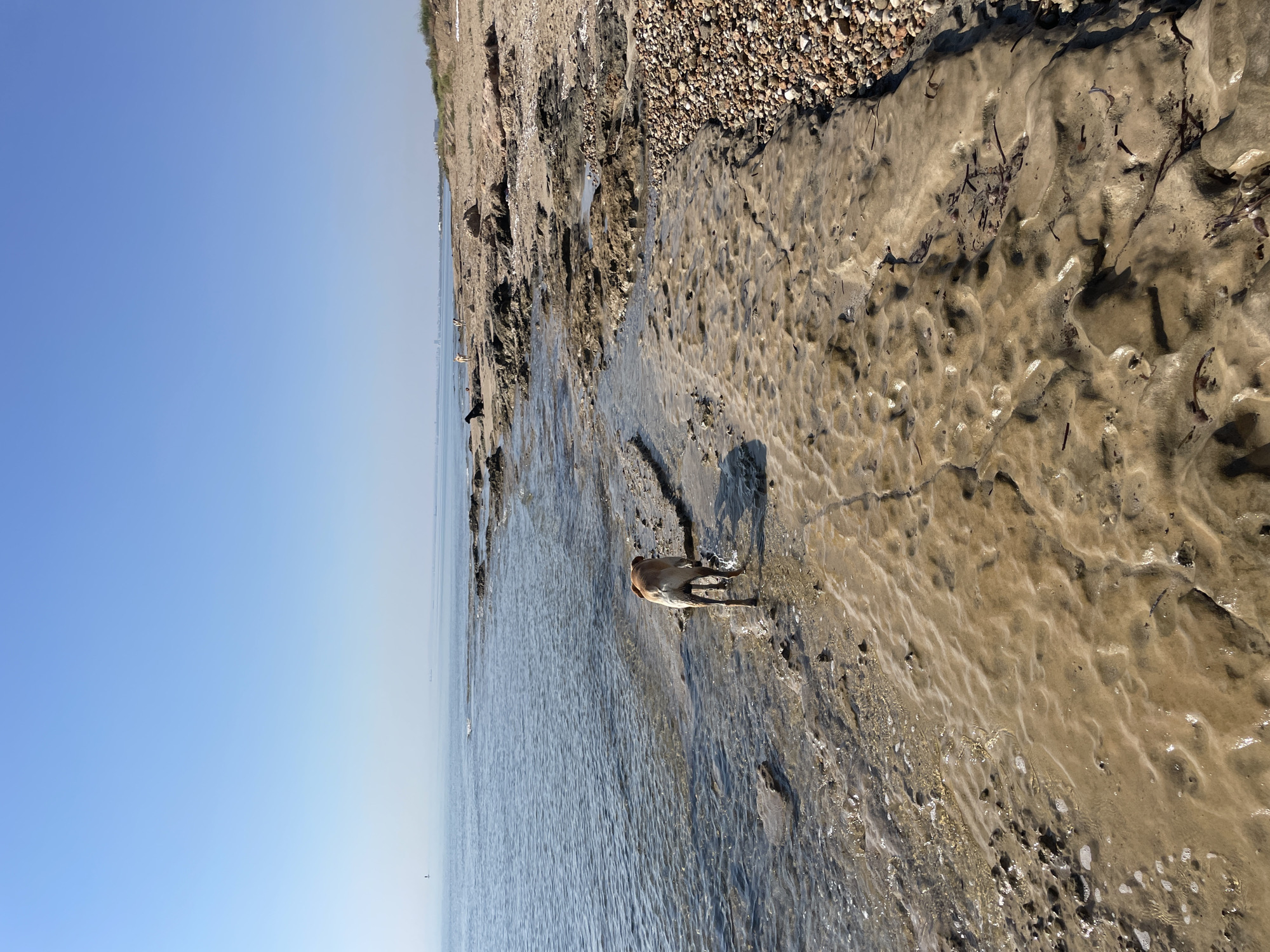 A tan dog walks along the wet, sandy shore of a calm sea under a clear blue sky. The beach is a mix of sand, rocks, and pebbles, with a few pieces of seaweed scattered around. In the distance, other dogs can be seen on the beach. The scene appears to be in Spathariko, Northern Cyprus.