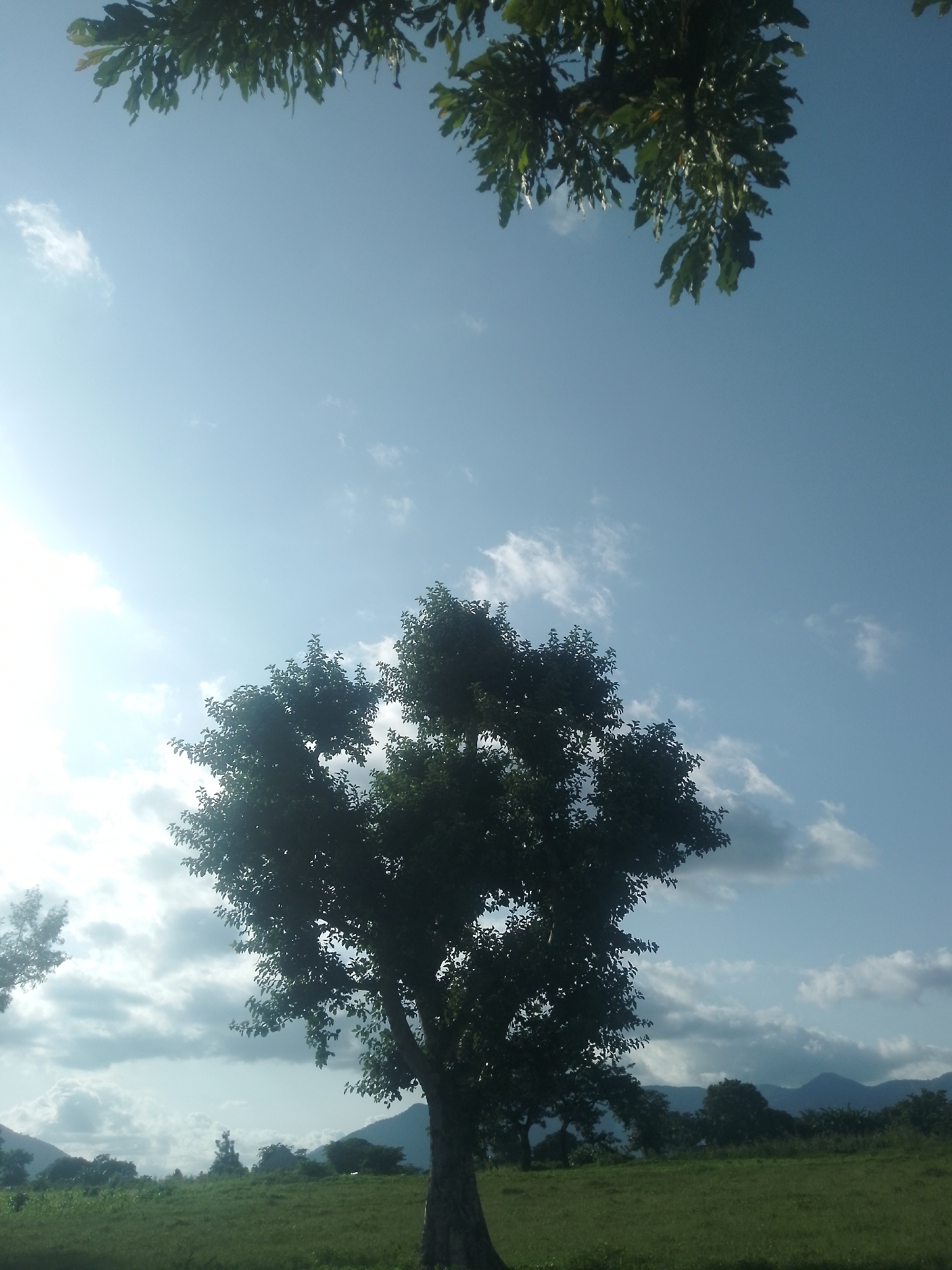 The image depicts a tranquil outdoor scene, likely in Serti, Nigeria, with a vast expanse of clear blue sky dominating the upper portion. A few scattered white clouds drift across the sky, adding a touch of visual interest. In the foreground, lush green grass covers a wide, open field, suggesting a natural or park-like setting.
A prominent feature of the image is a large, leafy tree positioned in the center, its dark green foliage contrasting with the bright sky. The tree's branches extend upwards and outwards, creating a natural canopy. Above the main tree, at the very top of the frame, a portion of another tree's branches and leaves can be seen, their dark green color hinting at their density.
In the distance, a line of rolling hills or mountains forms a hazy backdrop, their muted tones suggesting they are far from the viewer. The overall impression is one of peace and natural beauty, with the sky, trees, and open field creating a serene landscape. There are no people or animals visible in the scene. The lighting suggests it is daytime, likely mid-morning or afternoon, with the sun contributing to the bright and clear atmosphere.