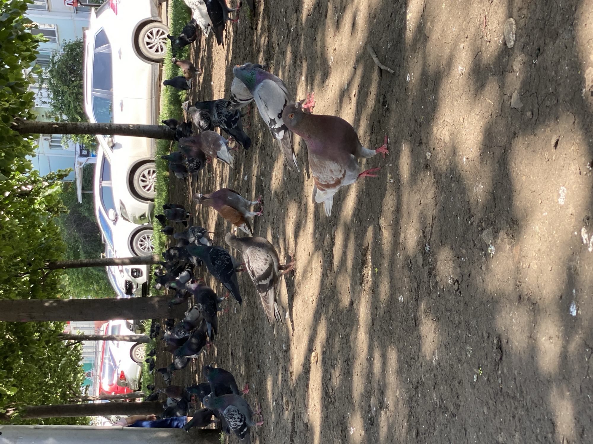 A ground-level shot reveals a flock of pigeons gathered on a bare patch of earth. Shadows from trees stretch across the ground, dappling the scene. In the background, partially visible behind the trees, are several cars parked along a street. Buildings are also glimpsed in the background, suggesting an urban location. A person can be seen sitting on a bench.