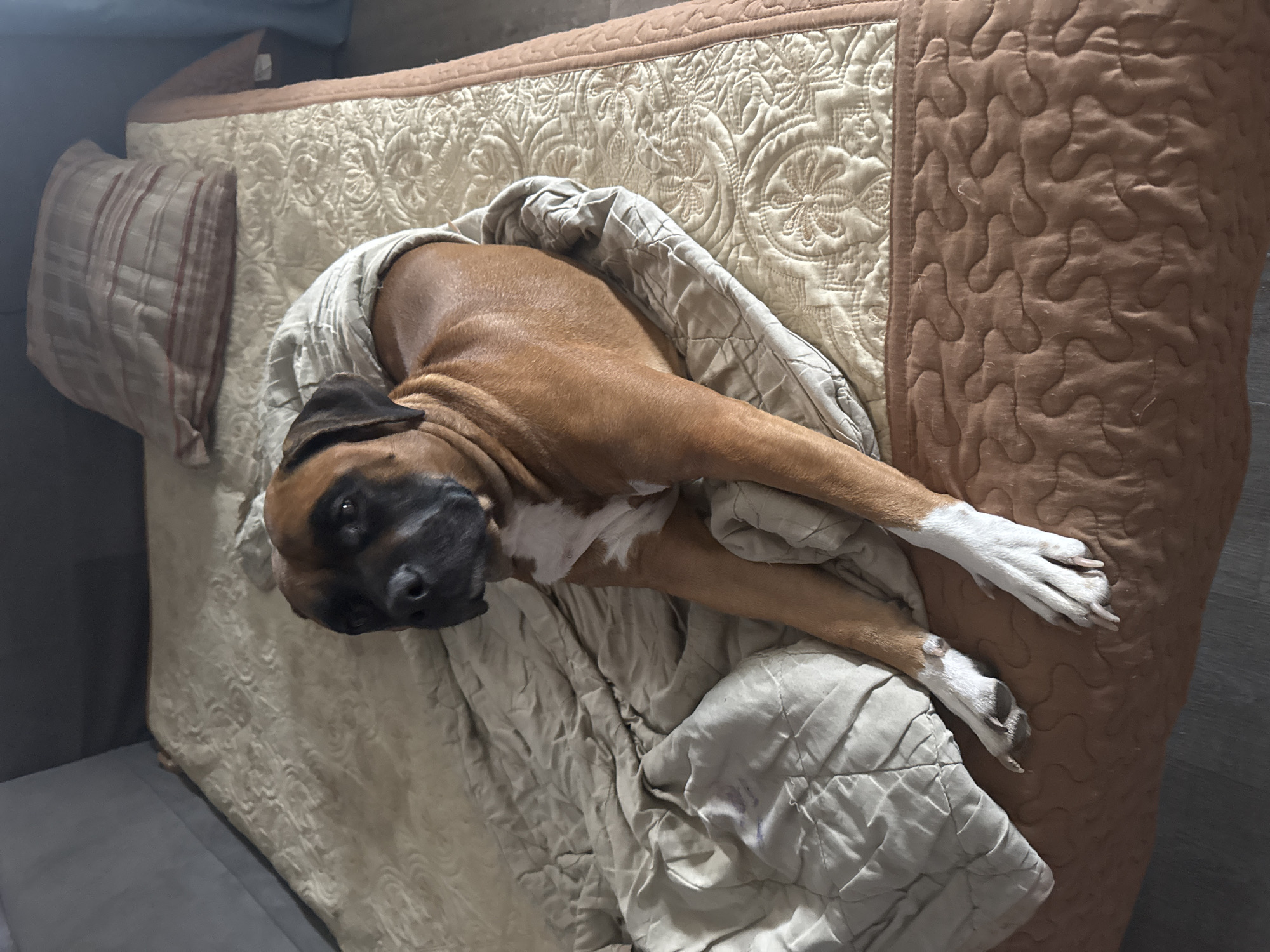 An indoor, high-angle shot captures a tan and white Boxer dog resting comfortably on a bed or sofa in Chaikovsky, Russia. The dog, with its distinctive black muzzle and white markings on its chest and paws, is lying on its back or side, its head tilted towards the camera. It is partially covered by a light-colored, wrinkled blanket. The dog appears relaxed and peaceful, with its eyes slightly open, suggesting it is either dozing or looking towards the viewer.
The bed features a quilted spread with two distinct sections: a creamy beige portion adorned with an intricate floral and scroll-like quilting pattern, and an adjacent light brown or peach section with a wavy, irregular quilted design. A striped pillow, featuring red and white vertical stripes, is visible in the top left, leaning against another pillow that matches the creamy beige quilt.
The bed or sofa is positioned next to a dark grey furniture piece, possibly another sofa or a wall. The floor in the bottom left and right appears to be a dark wood or tile. The lighting is soft and ambient, characteristic of indoor settings, possibly indicating evening or a dimly lit day. No visible text is present in the image.