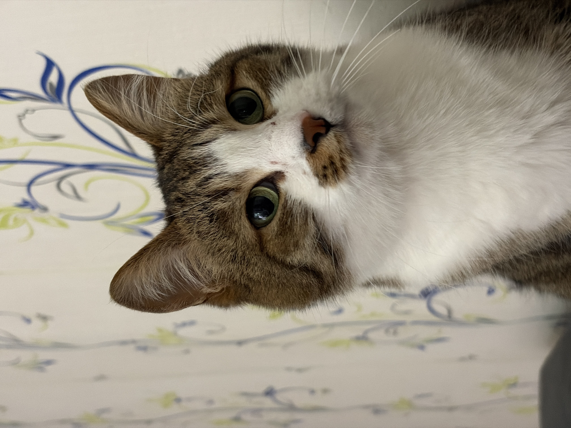 The image features a close-up of a cat's face, angled downwards towards the viewer. The cat has green eyes, a pink nose with brown markings, and white fur with brown tabby patches. Its ears are pointed upwards. The background is a patterned surface with blue and green floral designs on a white base. The city of Chaikovsky, Russia is not visually represented in the image.