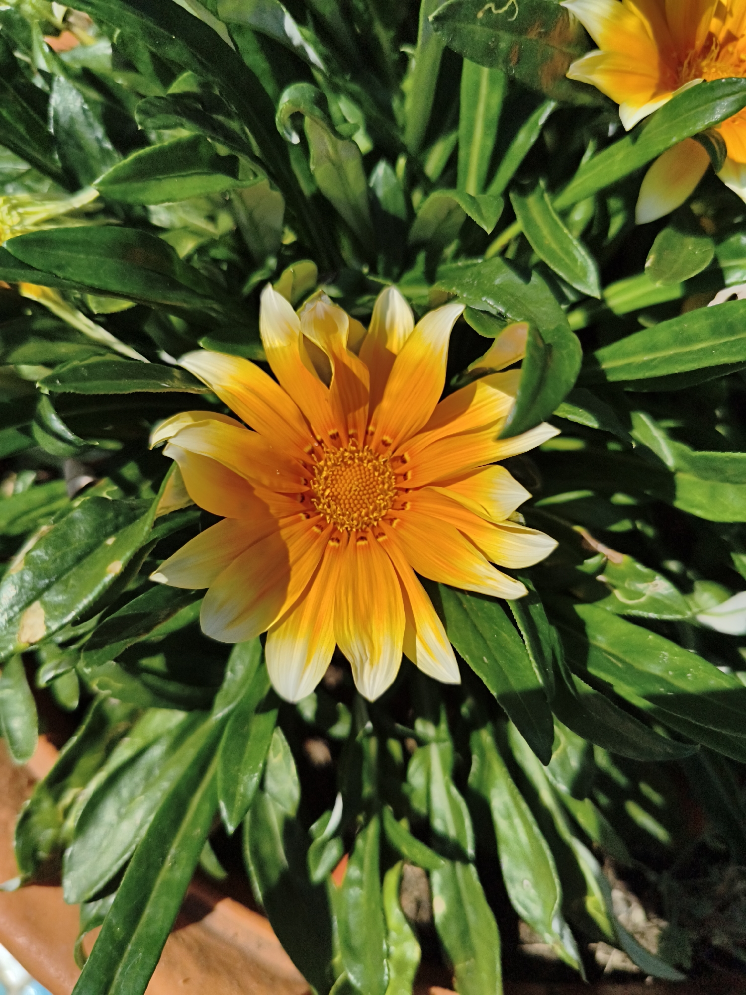A close-up, overhead shot captures a vibrant orange and yellow Gazania flower in full bloom, surrounded by lush green foliage. The flower's petals are a gradient of bright orange at the center, fading to a soft yellow and then a stark white at the tips. The flower's center is a dense cluster of smaller, intricate orange florets. The surrounding leaves are a deep green, with some casting shadows on others, indicating bright sunlight. The scene appears to be outdoors, possibly in a garden or potted plant setting. The lower left corner shows a glimpse of a terracotta-colored pot. No people or specific landmarks are visible in the image. The location in Makiivka, Ukraine, is not visually represented within the photograph itself.