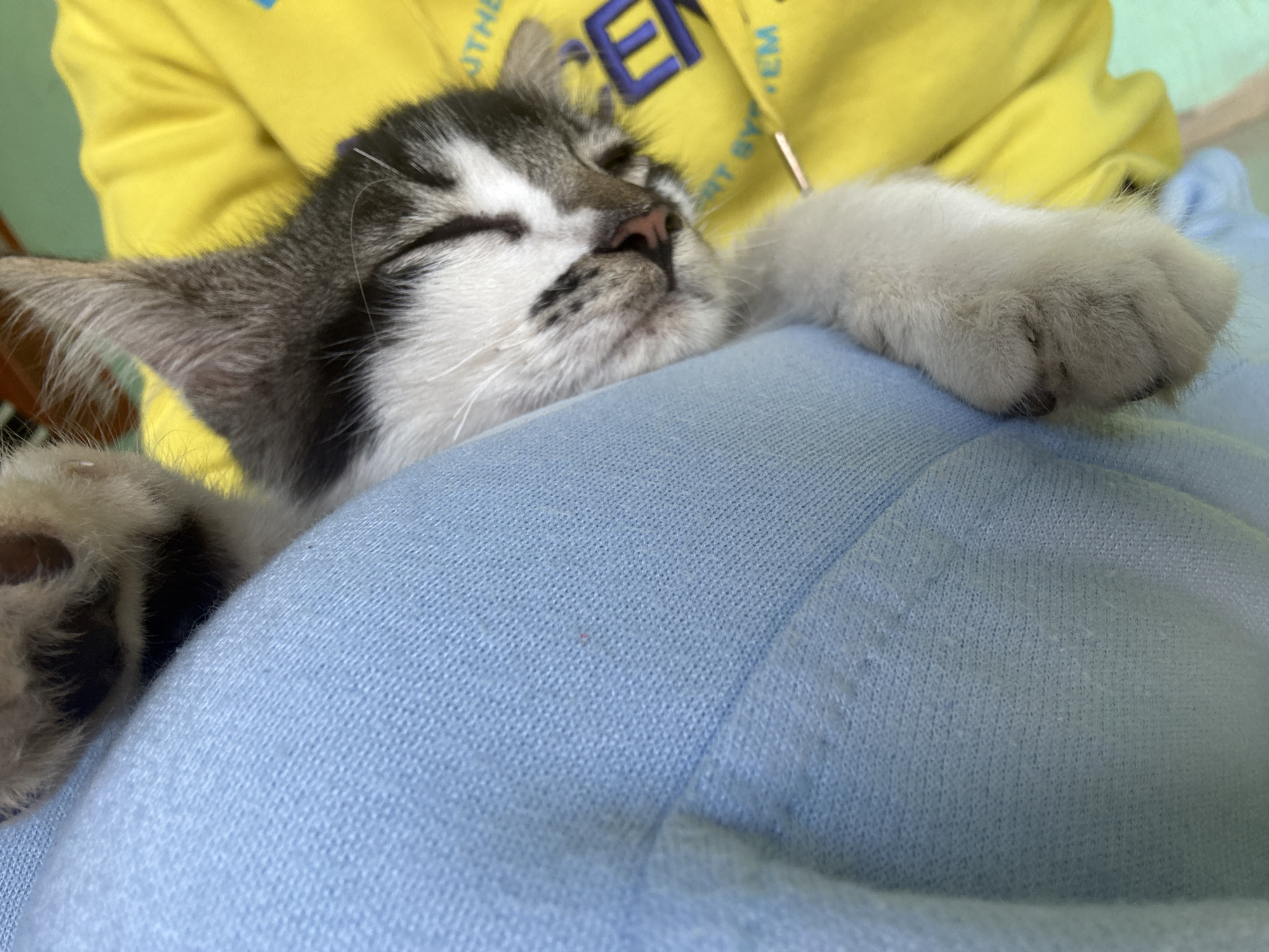 A close-up, high-angle shot captures a tabby kitten sleeping soundly on a person's lap. The kitten, with its eyes closed, is partially covered by a light blue fabric, likely clothing or a blanket. Its front paws are visible, with one resting on the blue fabric and the other appearing to be tucked away. Behind the kitten, a portion of a bright yellow hoodie is visible, featuring blue lettering on the front. The background is a muted green. The lighting suggests an indoor environment. No specific location in Pasirlangu, Indonesia, can be determined from the image.