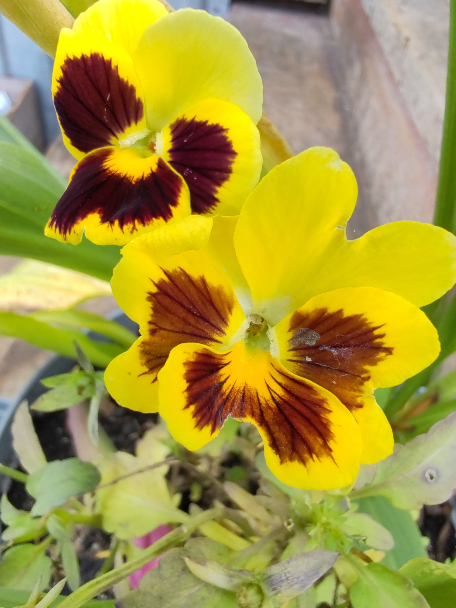 The image displays two yellow pansies with dark maroon centers, growing in a pot. The pansies are the primary subjects, with one in the foreground and another slightly behind and to the left. The background is blurred, showing green foliage and a neutral-colored wall or structure. There are no people or animals present. The lighting appears natural, suggesting an outdoor setting. The specific location in the city of Чухлэм, Russia, is not determinable from the visual information provided in the image.