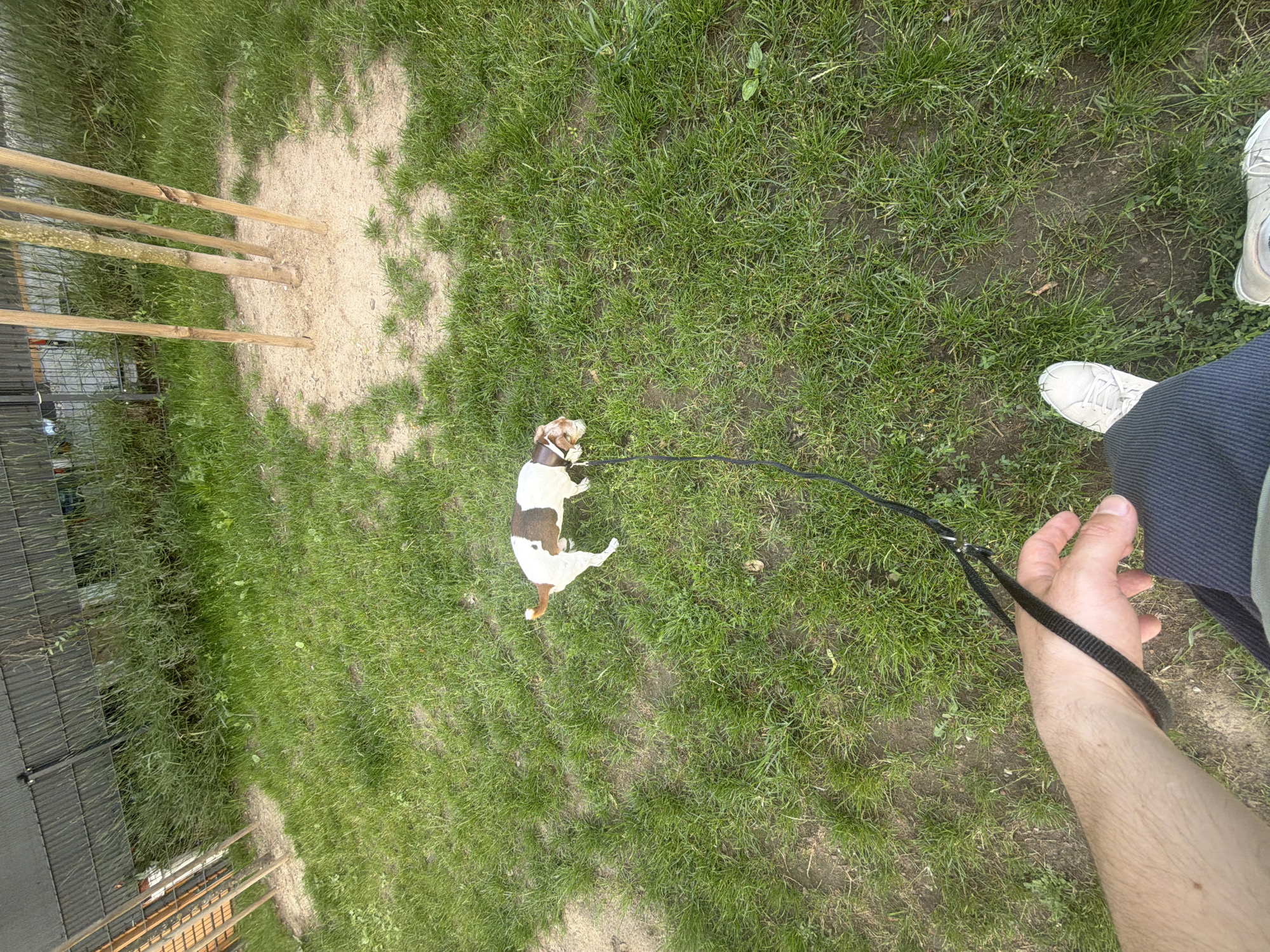 A person's hand, arm, and legs are visible at the bottom of the frame, holding a black leash attached to a brown and white dog standing on a grassy lawn. The dog is facing away from the camera, towards the center of the frame, and appears to be sniffing the ground. Behind the dog, a cluster of thin wooden poles surrounds the base of a young tree. The ground around the tree is covered in sand. A dark fence runs along the background. The environment is an outdoor setting with grass and vegetation. The person is wearing dark pants and white sneakers.
