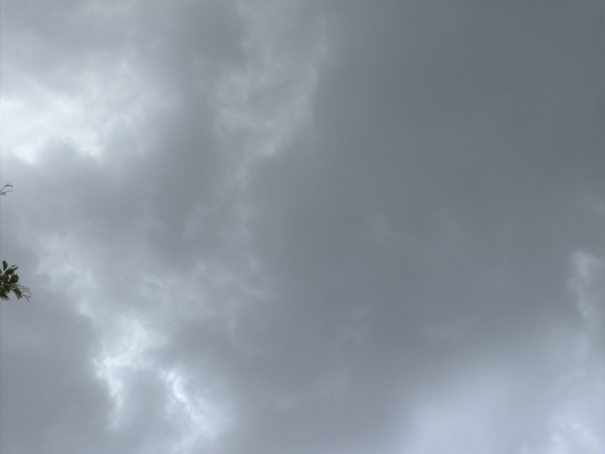 The image depicts a gray, overcast sky, likely indicative of impending or recent rain. There is a hint of foliage in the lower left corner, suggesting a tree branch or leaves. The location is unspecified, and there is no indication of it being Moscow, Russia. No people, subjects, objects, actions, or interactions are visible.