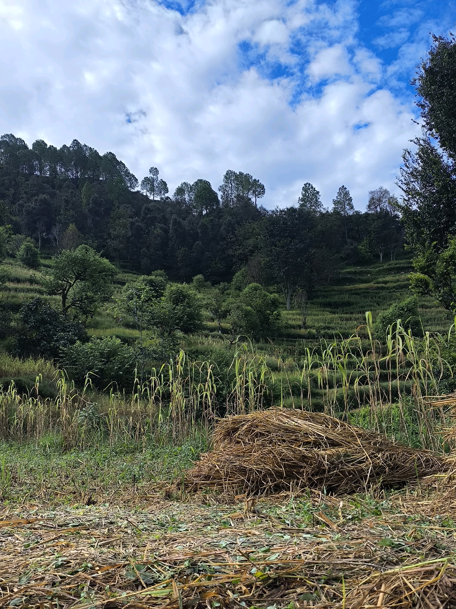 The image depicts a rural landscape with terraced hillsides covered in vegetation. In the foreground, there is a pile of dry hay or straw, and scattered dried plant material on the ground. Behind the hay, tall, slender green plants resembling reeds or sugarcane grow. The middle ground shows lush green trees and shrubs on sloping, terraced land, with evidence of agricultural cultivation. Further up the hillside, a dense forest of dark green trees, primarily pines, covers the slope. The sky above is a vibrant blue with scattered white clouds, some of which are fluffy and bright, while others are thinner and more translucent. The overall scene conveys a natural, undeveloped environment, likely in a mountainous or hilly region. There are no people or animals visible in the image.