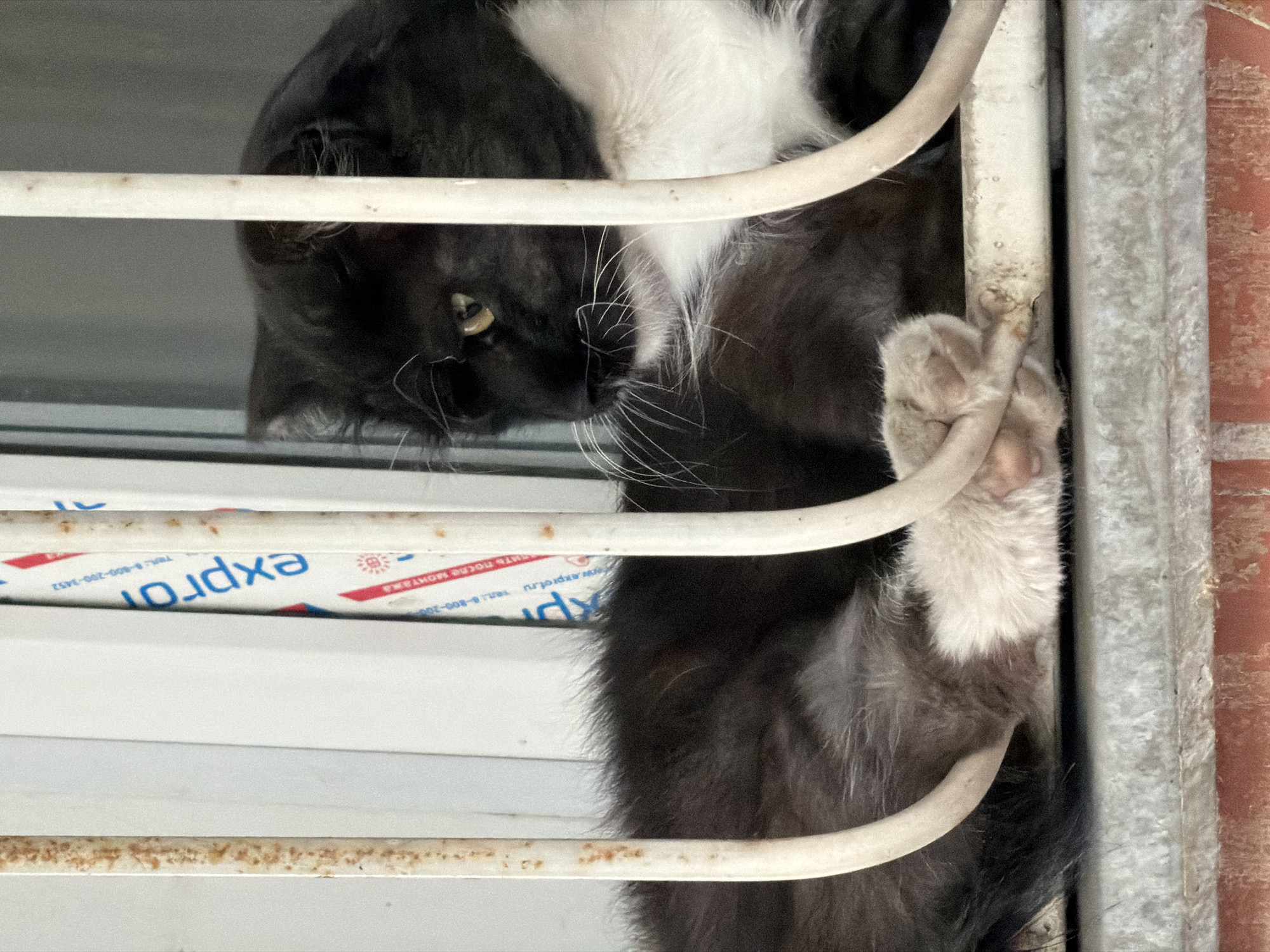 A black and white cat is lying on a windowsill behind vertical metal bars, possibly on a balcony. The cat is looking to its right, with its body curled and its front paws resting on the bars. The background shows a window with some text on it and a brick wall below the windowsill. The scene appears to be outdoors in an urban environment.