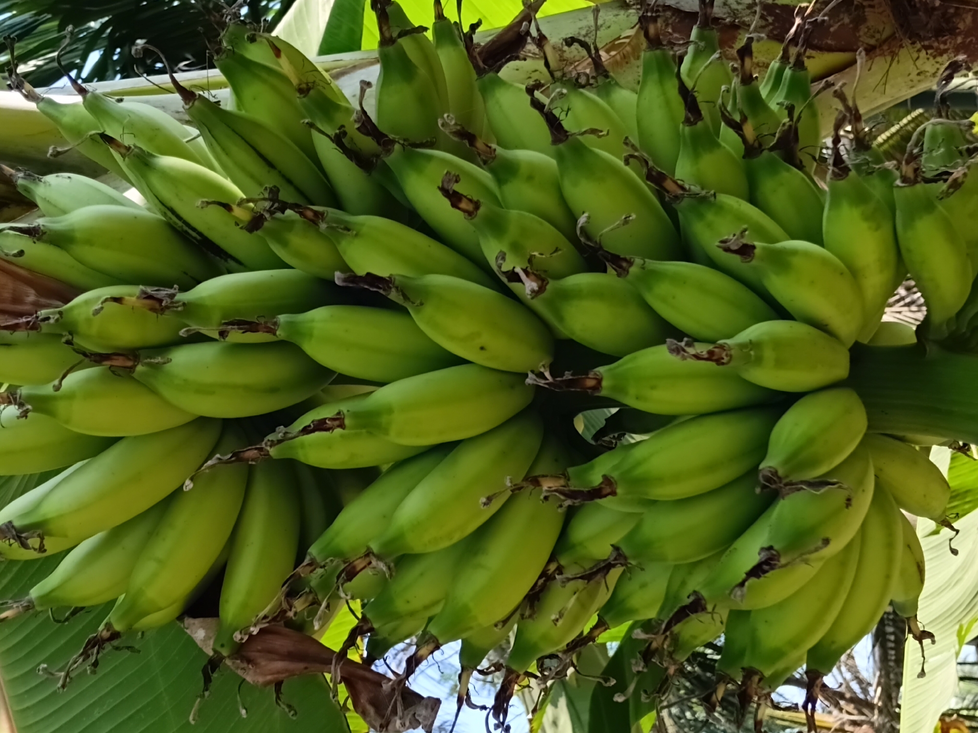 A close-up, low-angle shot captures a cluster of unripe green bananas hanging from a tree. The bananas are arranged in multiple hands, forming a dense bunch. Their smooth, green skins are consistent, with a slight sheen. The stalks where the bananas connect to the main stem are visible, along with some dried brown remnants. The background shows large green banana leaves and hints of other foliage and the sky, suggesting an outdoor, tropical environment. The image does not depict any people or specific actions. The location is Margo Rukun, Indonesia.