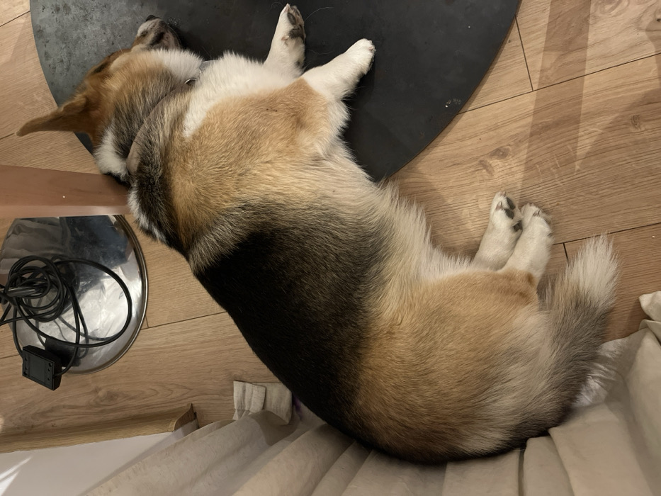 An indoor scene, presumably within the city of Callbach, Germany, depicts a tricolor Pembroke Welsh Corgi dog in a state of rest. The dog is lying on its left side on a light brown wood-grain floor, with its head positioned against a light-colored wooden furniture leg. Its body, primarily black on the back, transitions to tan/brown on the flanks, and white on the underside and paws. A silver-colored collar is visible around its neck. The dog's muzzle is partially visible, with one eye appearing closed. A dark, circular mat is beneath the dog's upper body and head. To the upper left, behind the wooden leg, a silver-toned circular base of an object, possibly a lamp, is visible, on which black electrical cables are loosely coiled alongside a small black rectangular electronic device. A light-colored curtain or fabric hangs vertically along the left edge of the frame, partially obscuring the floor. The dog's hind paws, white with dark pads, are tucked beneath its body.