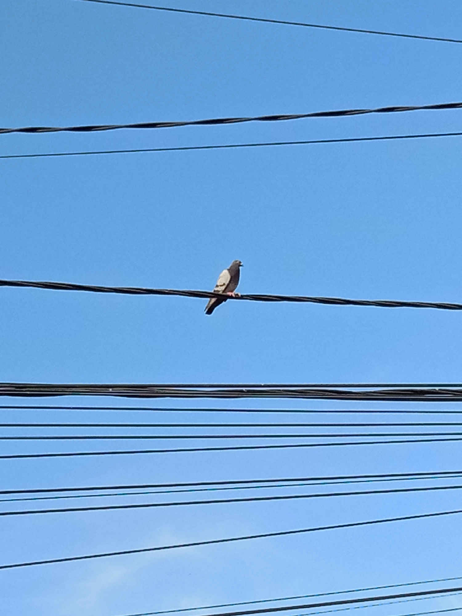 A single pigeon is perched on a power line against a clear blue sky. The pigeon is facing left and is light gray with some darker markings on its wings. The power line it sits on is dark and slightly wavy. Multiple other power lines are visible above and below, creating a layered effect against the sky. The image appears to be taken from a street-level perspective, looking upwards. The context of Lhokseumawe, Indonesia, suggests a typical urban or suburban setting where such power lines are commonplace.
