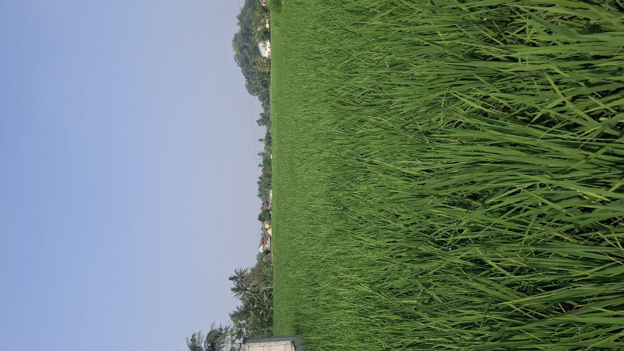 The image depicts a vast, lush green rice paddy field under a clear, pale blue sky. The foreground is dominated by the dense growth of rice plants, their long, slender leaves creating a textured carpet that extends to the horizon. In the middle ground, a line of palm trees and various other trees are visible, with a few houses and buildings interspersed among them. Further in the distance, a gentle, tree-covered hill rises against the sky. A white fence-like structure is partially visible on the far left edge of the frame. The scene appears to be a rural landscape, consistent with agricultural areas like those found in Rahong, Indonesia. There are no people or animals visible in the image. The lighting suggests it is daytime, likely morning or afternoon, with soft sunlight illuminating the scene.