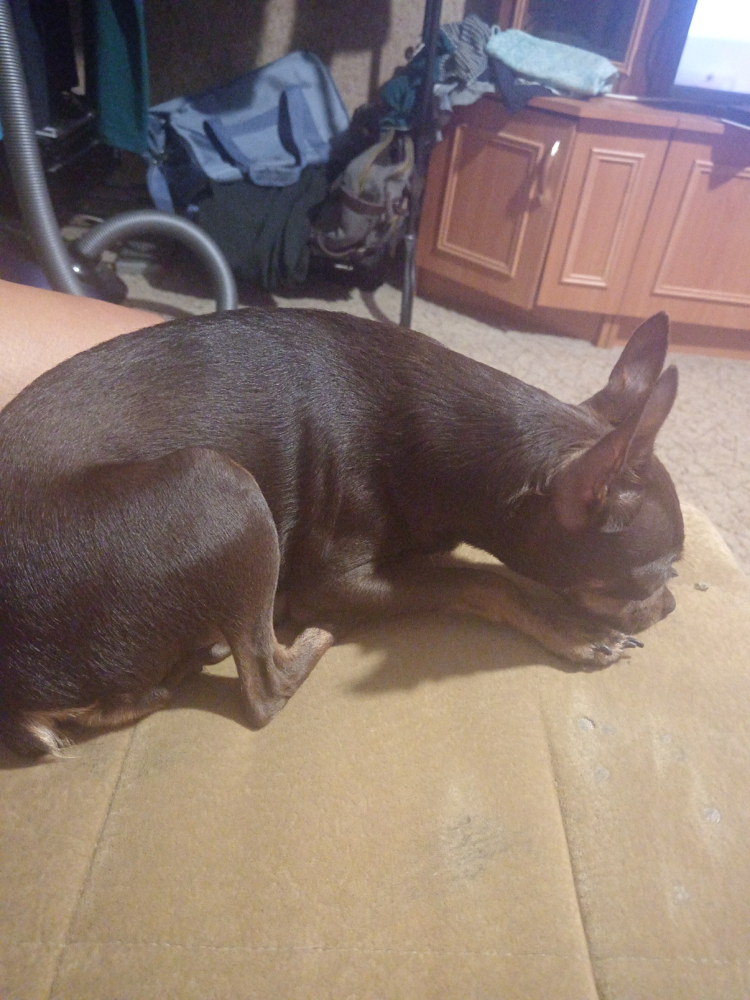 A brown chihuahua dog is lying down on a beige upholstered surface. The dog is facing to the right and its head is lowered, resting on its paws. The dog's ears are pointed upwards. In the background, there is a vacuum cleaner hose, some clothes, and a wooden cabinet. The scene appears to be indoors, likely in a residential setting in Novopokrovka, Russia. The lighting is dim.