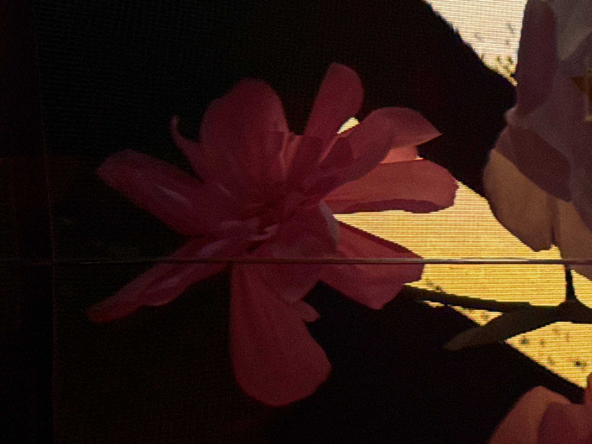 The image shows a close-up of two flowers, one pink and one white, against a background that appears to be a screen displaying a horizontal stripe pattern. The pink flower is in focus, revealing multiple petals. The white flower is partially visible on the right, and its details are less clear. A dark shape partially obscures the background around the flowers. Without additional information, it is impossible to ascertain the location of the photo in Sofia, Bulgaria.