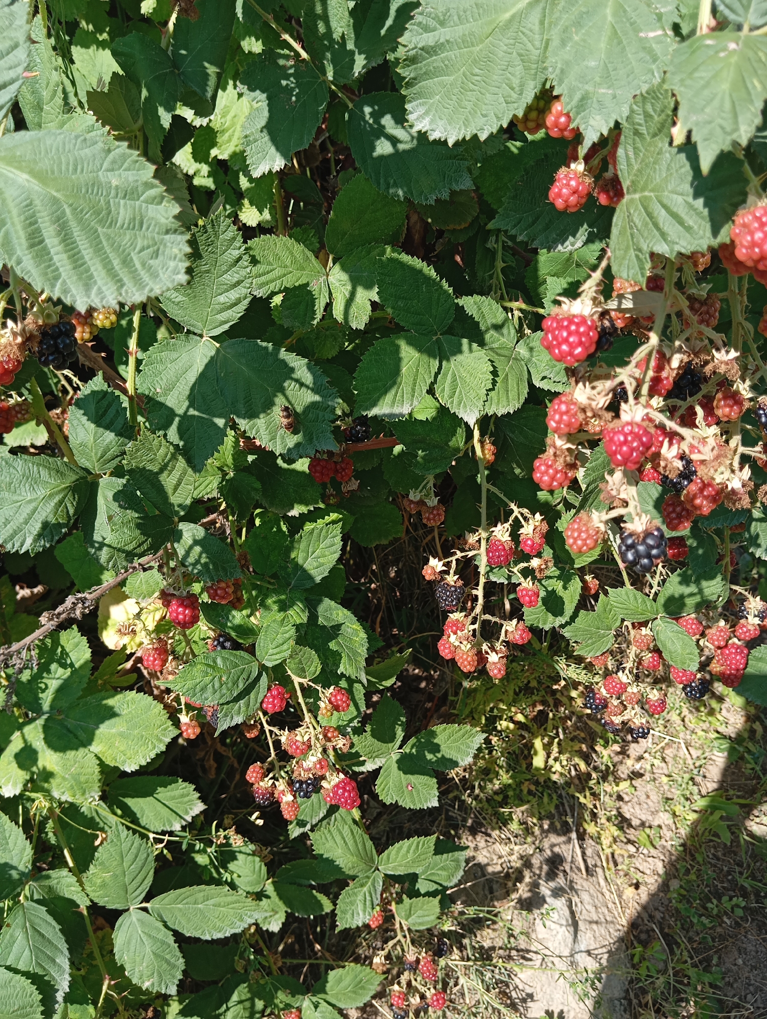 A close-up, overhead shot captures a dense blackberry bush laden with ripe and unripe berries in Cholpon-Ata, Kyrgyzstan. The bush's leaves are a vibrant green, some catching sunlight and casting shadows, while others are in shade. Clusters of blackberries are scattered throughout the foliage, ranging in color from deep black to red and light pink, indicating different stages of ripeness. Some berries appear to be still attached to their stems, while others are loose. The ground beneath the bush is visible in the lower part of the frame, showing dry grass and soil. The scene is illuminated by bright sunlight, suggesting it is daytime. There are no people or animals visible in the image.