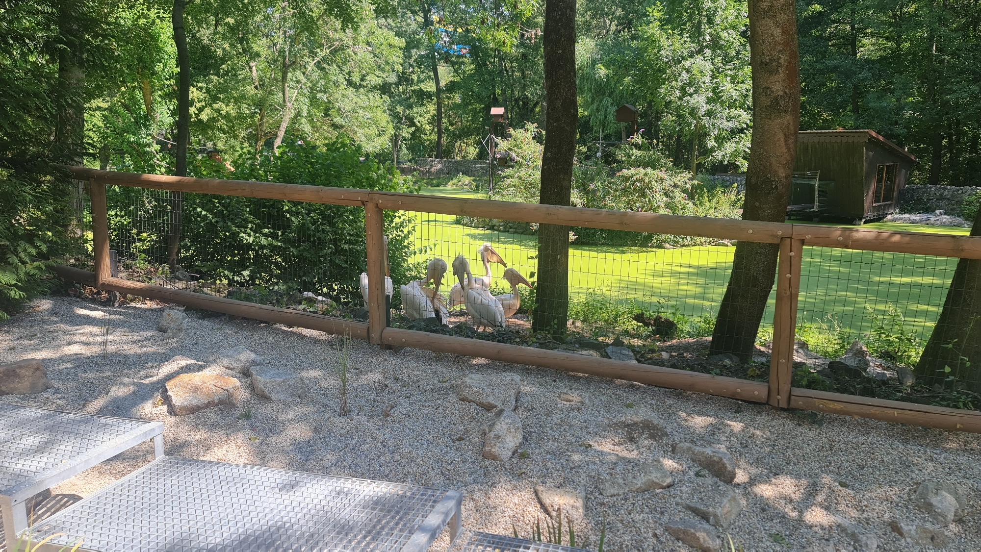 The image shows an outdoor enclosure with a wooden fence and wire mesh, possibly at a zoo or wildlife park. Several white pelicans are gathered in the foreground, near the fence. Behind the fence, there is a body of water covered in bright green algae, with a small wooden structure on stilts in the water. The background is filled with lush green trees and foliage. The ground in the foreground is covered in gravel and scattered rocks. Two metal benches or tables with grid patterns are partially visible in the lower left corner. There are no people or discernable signs indicating the specific location in Bratislava, Slovakia.