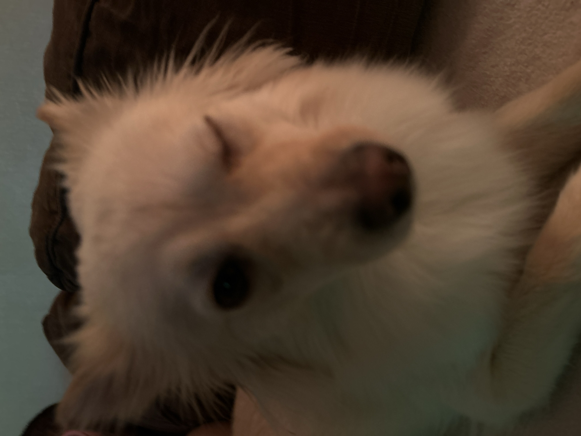 An out-of-focus, close-up, eye-level shot shows a white dog with its left eye closed in a wink. The dog is lying down on a textured, light-brown surface, possibly a carpet or upholstery. Behind the dog, a dark brown, possibly leather, couch or cushion is visible. The lighting is dim, with a greenish-blue tint on the left side of the image, suggesting artificial lighting from that direction. The overall impression is that of a casual, indoor setting. There is no information available to determine the location within Sofia, Bulgaria.