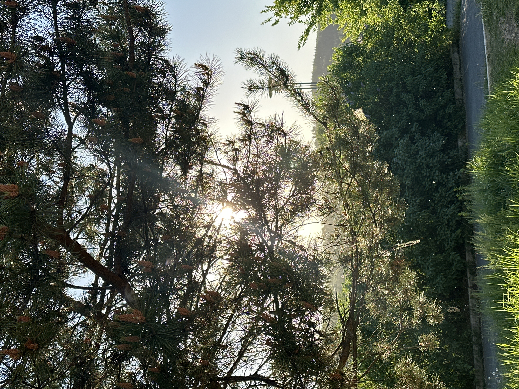The image depicts a sunlit outdoor scene. In the foreground, there are two pine trees, one on the left side and one on the right, with visible pine cones on their branches. The sun shines through the branches, creating a bright glare. Beyond the trees, there is greenery consisting of bushes and grass. A sidewalk runs along the right side of the image. A structure appears in the distance, partially obscured by the trees. The location is an unknown city.