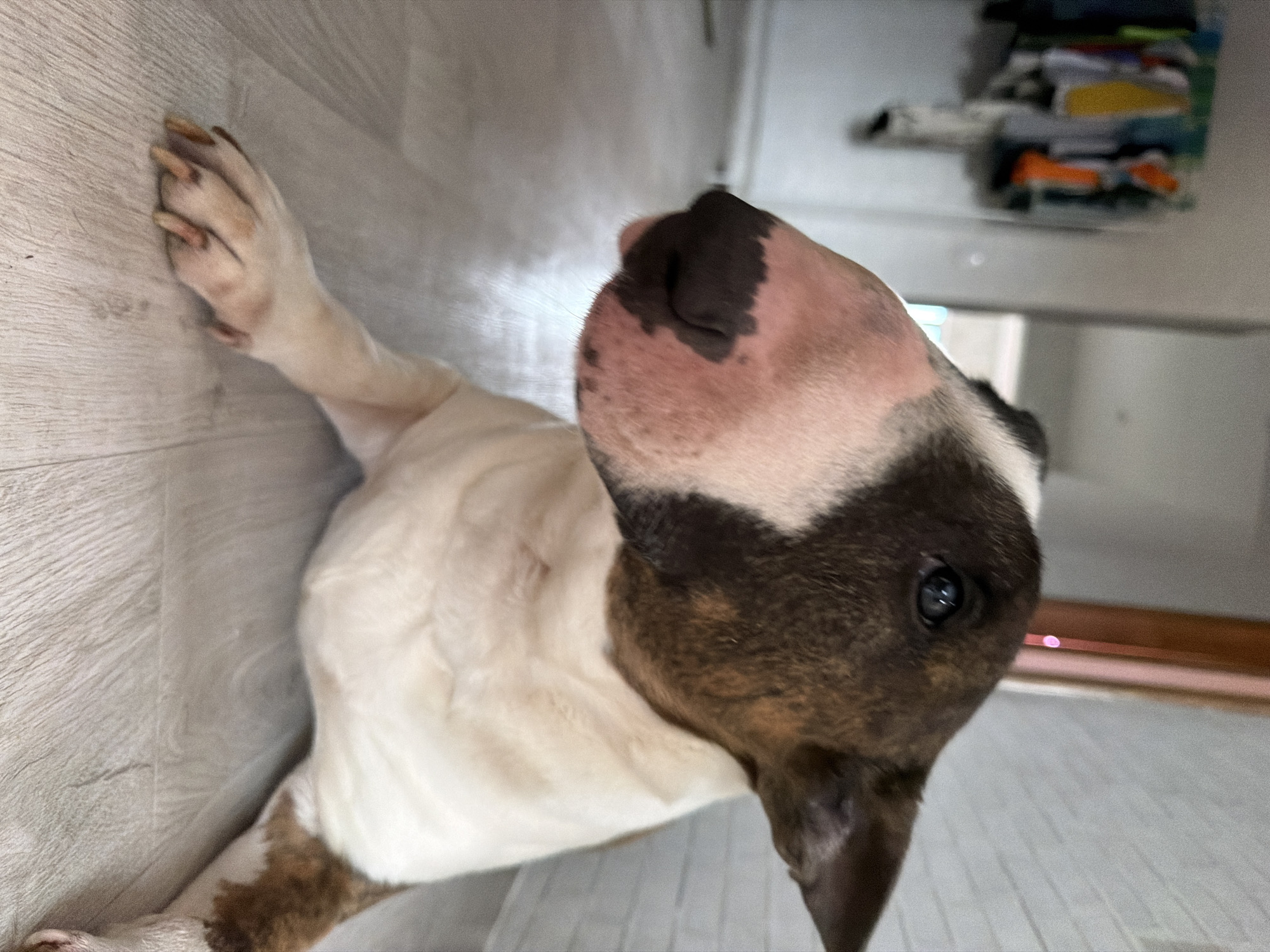 A bull terrier is lying on a light-colored floor with its head turned upwards. The dog has a predominantly white body with patches of brown and black on its head. Its nose is pink with black markings, and it has a dark eye. The background is blurry, but it appears to be an indoor setting with a shelf or storage unit containing folded items. The location in the city of Chaikovsky, Russia is not determinable from the image.