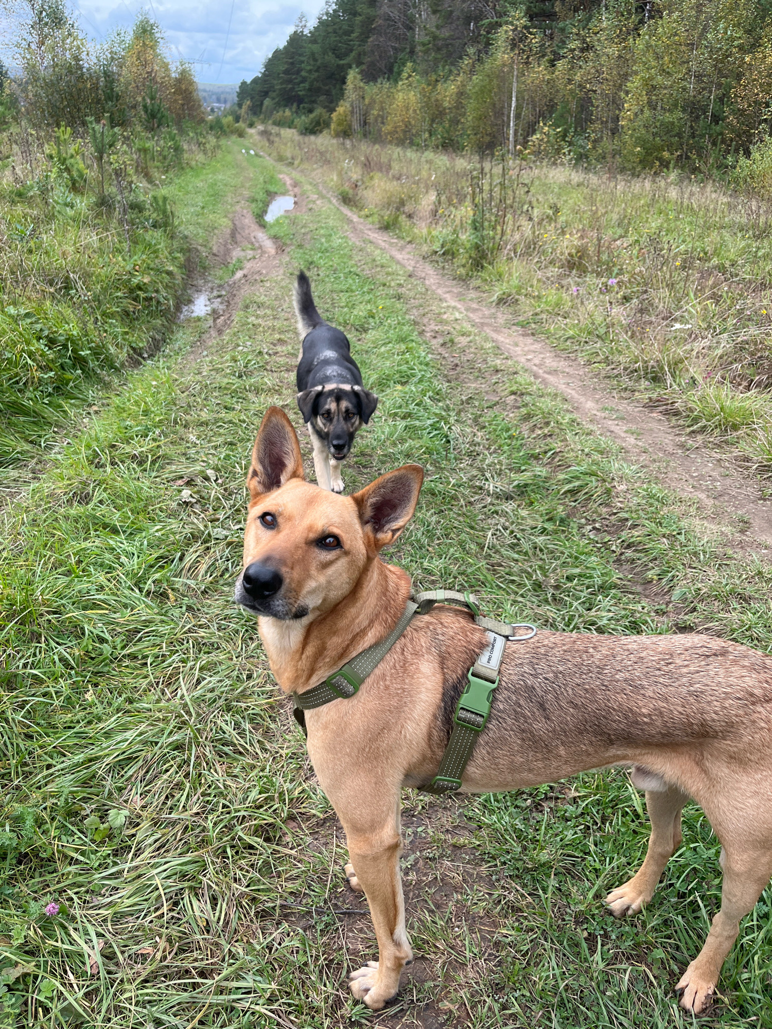 Two dogs are walking on a dirt path through a grassy, wooded area. The dog in the foreground is a medium-sized, tan dog with pointed ears, wearing a green harness. The dog in the background is a smaller, black and tan dog. The path is muddy in places, with puddles of water. Trees and foliage line both sides of the path, with some trees showing autumn colors. The sky is overcast. This scene is likely a rural or semi-rural area, possibly on the outskirts of a city. Given the provided context of Nizhny Tagil, Russia, this image depicts a common recreational activity in areas surrounding the city, such as forest parks or trails.