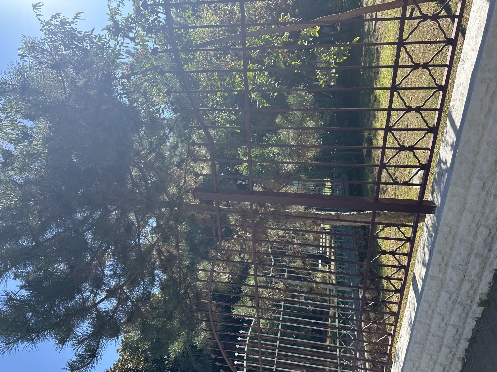 The image depicts a portion of a wrought iron fence in Sochi, Russia, on a sunny day. The fence is dark brown and features a decorative pattern of interconnected diamond shapes along its lower section. Behind the fence, a grassy area is visible, with several trees and lush green foliage. A tall pine tree with a thick trunk dominates the center of the frame, its branches extending upwards towards the clear blue sky. The sunlight creates a lens flare effect in the upper right corner of the image. The fence is supported by a stone wall in the foreground, constructed from light-colored, rough-hewn stones. The overall scene suggests a well-maintained outdoor area, possibly a park or the grounds of a private residence.