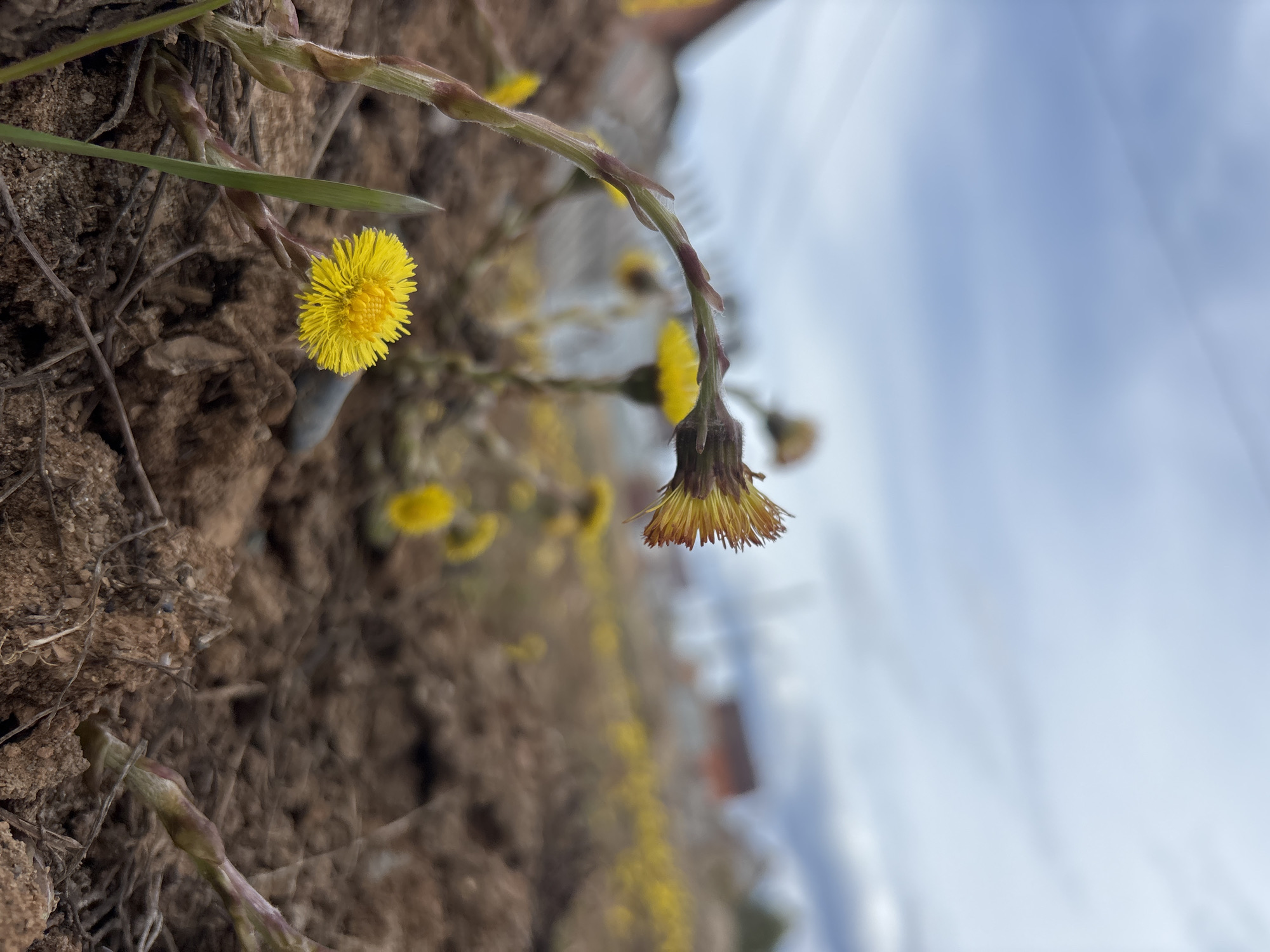 The image displays a close-up of two yellow flowers, identified as Coltsfoot (Tussilago farfara), growing from a textured, dark brown soil bank. The scene is oriented as if the flowers are growing upwards from the soil, with the ground on the lower left and the sky dominating the upper right.
The most prominent flower is on the left, in sharp focus, showcasing a multitude of bright yellow ray florets radiating from a central disc. Its green stem, featuring small, scale-like reddish-brown bracts, emerges from the rich, uneven soil, which appears dry and contains small pieces of organic debris and roots.
To the right, a second flower is visible but slightly out of focus. This bloom appears to be either partially closed or past its prime, with its yellow petals showing hints of brown at the tips, and it gently droops. Its stem also exhibits similar scaled bracts. In the blurred background, several other indistinct yellow flowers suggest a wider patch of these plants.
The background transitions from the earthy tones of the soil to a soft, light blue and white sky, indicative of an overcast or partly cloudy daytime. The natural lighting is diffused, casting no harsh shadows. No people or activities are depicted. The scene captures the essence of early spring flora thriving in a natural, wild setting, likely in the Прикамский region of Russia. There is no visible text in the image.