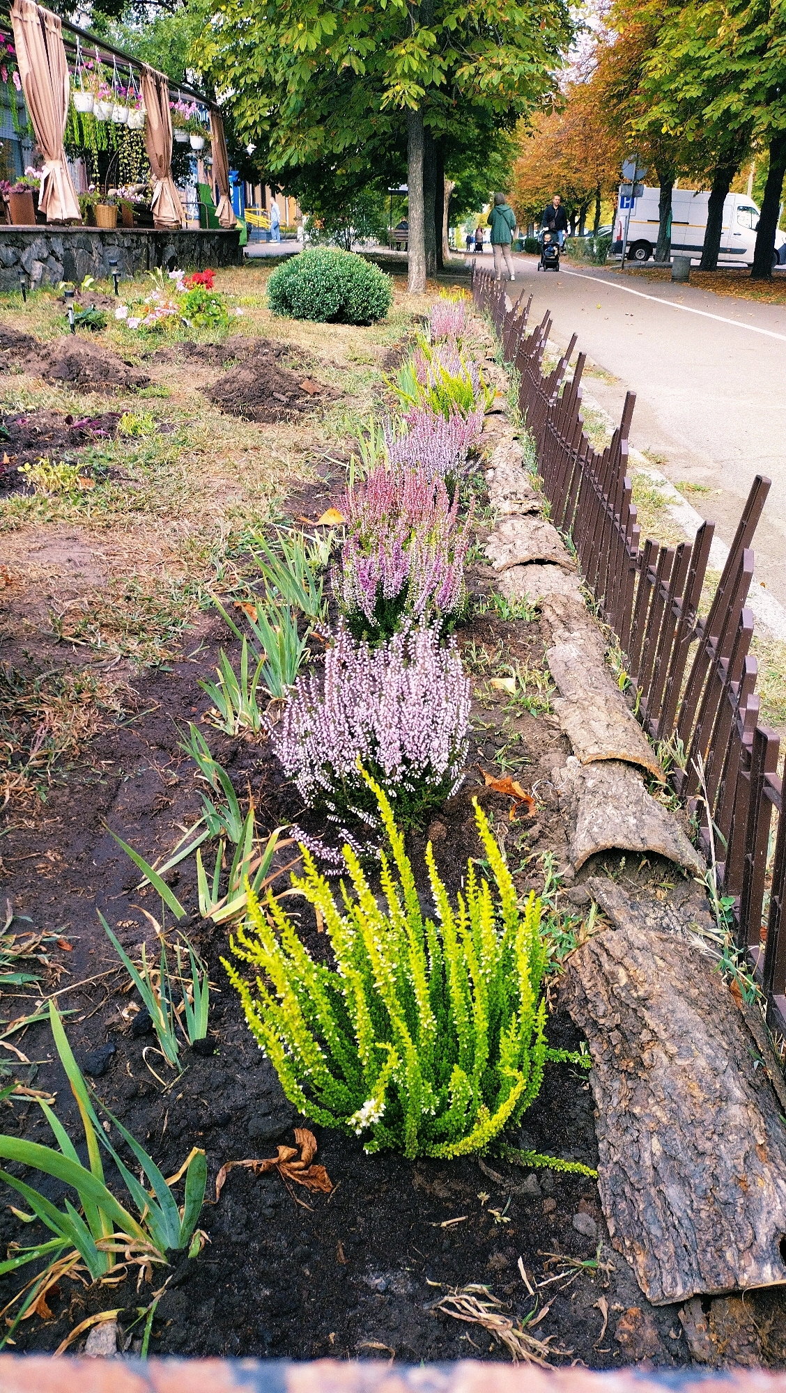 In Horishni Plavni, Ukraine, a street-side garden bed features a row of blooming heather plants in shades of pink and purple, interspersed with some green leafy plants. A bright yellow-green heather bush is prominently positioned in the foreground. The garden bed is bordered by a rustic fence made of wood and logs. In the background, a paved walkway runs alongside a street with trees exhibiting autumnal foliage. Pedestrians, including a couple pushing a stroller, are visible on the walkway. Several parked vehicles, including a white van, are present on the street. A building with draped awnings and hanging plants can be seen to the left of the frame.