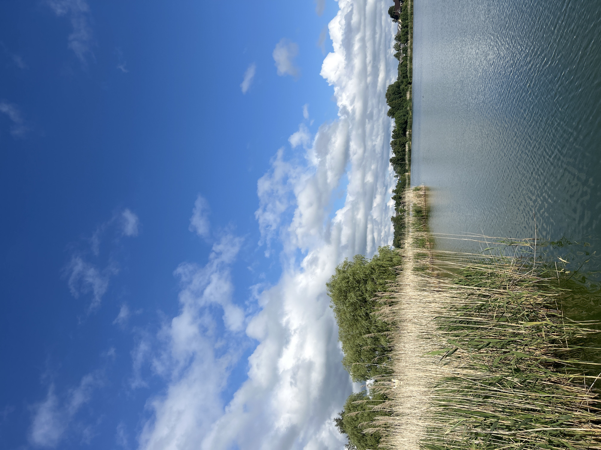 The image depicts a serene lake with a shoreline dominated by tall, dry reeds in the foreground. Beyond the reeds, lush green trees line the opposite bank, interspersed with glimpses of houses, suggesting a semi-rural or suburban setting. The water's surface is calm, reflecting the bright blue sky dotted with fluffy white clouds. The overall scene conveys a peaceful and natural environment.