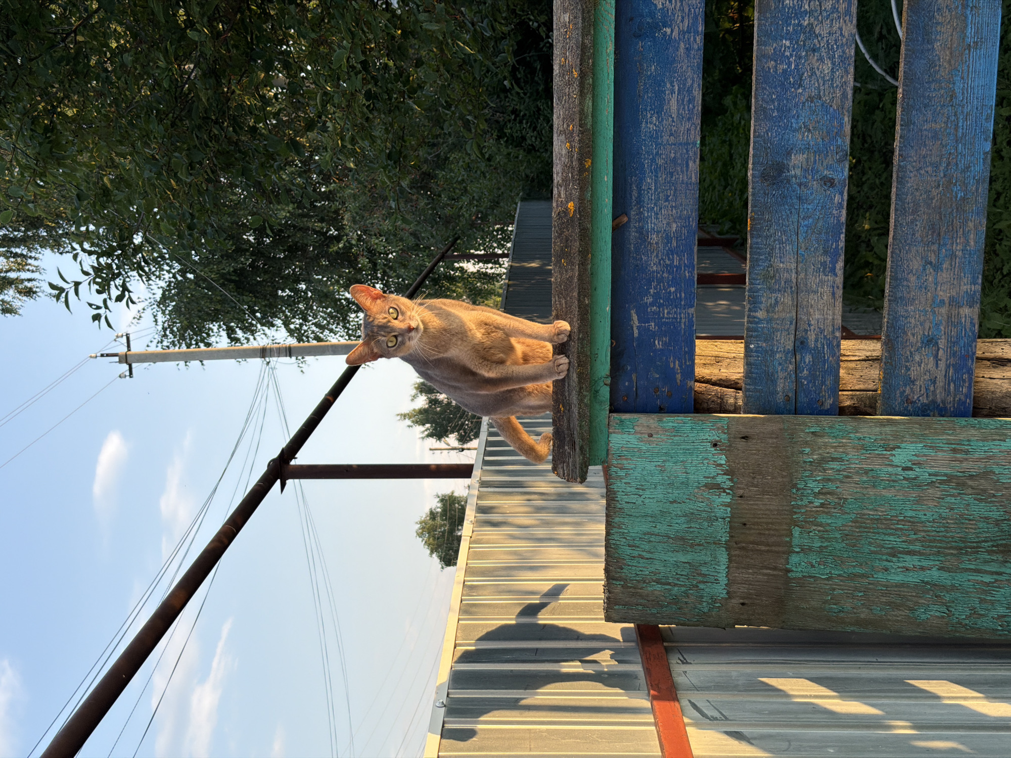 In Петряксы, Russia, a light brown cat with striking green eyes is perched atop a weathered blue and green wooden fence. The cat faces the camera, bathed in the warm glow of the setting sun. Its shadow is cast dramatically against a corrugated metal fence to the left. Behind the cat, a utility pole stands tall, silhouetted against a clear blue sky with a few wispy clouds. Lush green trees provide a natural backdrop, their leaves rustling in the gentle breeze. The scene captures a moment of quiet serenity in a rural Russian setting.