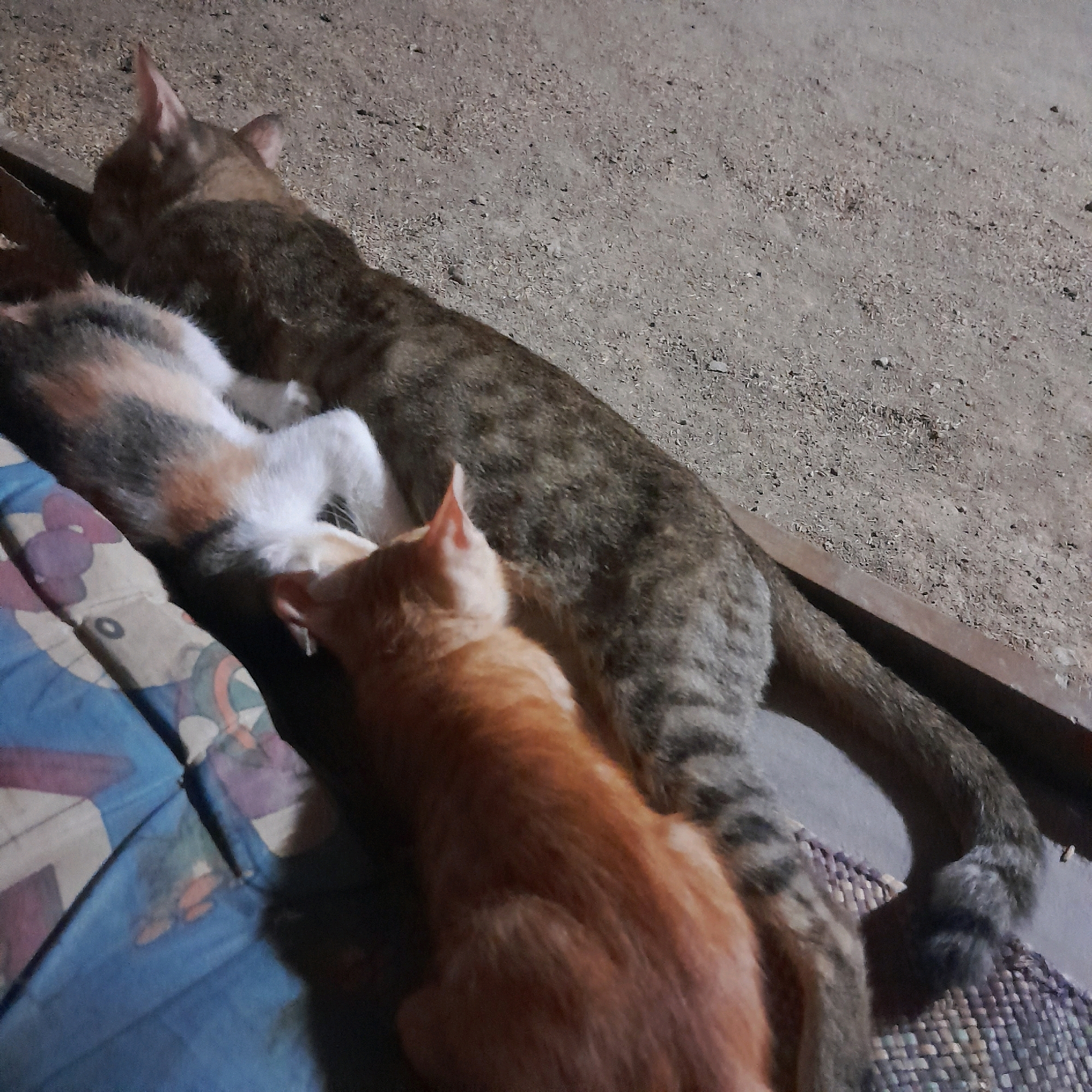 Three cats are lying down on a textured surface. The cat on the far left is a calico cat with patches of white, black, and orange fur. It is lying on its side. Next to it, in the center of the image, is an orange cat. It is lying on its stomach, facing towards the calico cat. The largest cat, on the right, is a tabby cat with grey and black stripes. It is lying down, facing away from the other two cats, with its tail curled around its body. The ground beneath the cats appears to be dirt or gravel. There is a piece of fabric, possibly a blanket or rug, beneath the calico cat. The lighting suggests it is nighttime or a dimly lit indoor space.
