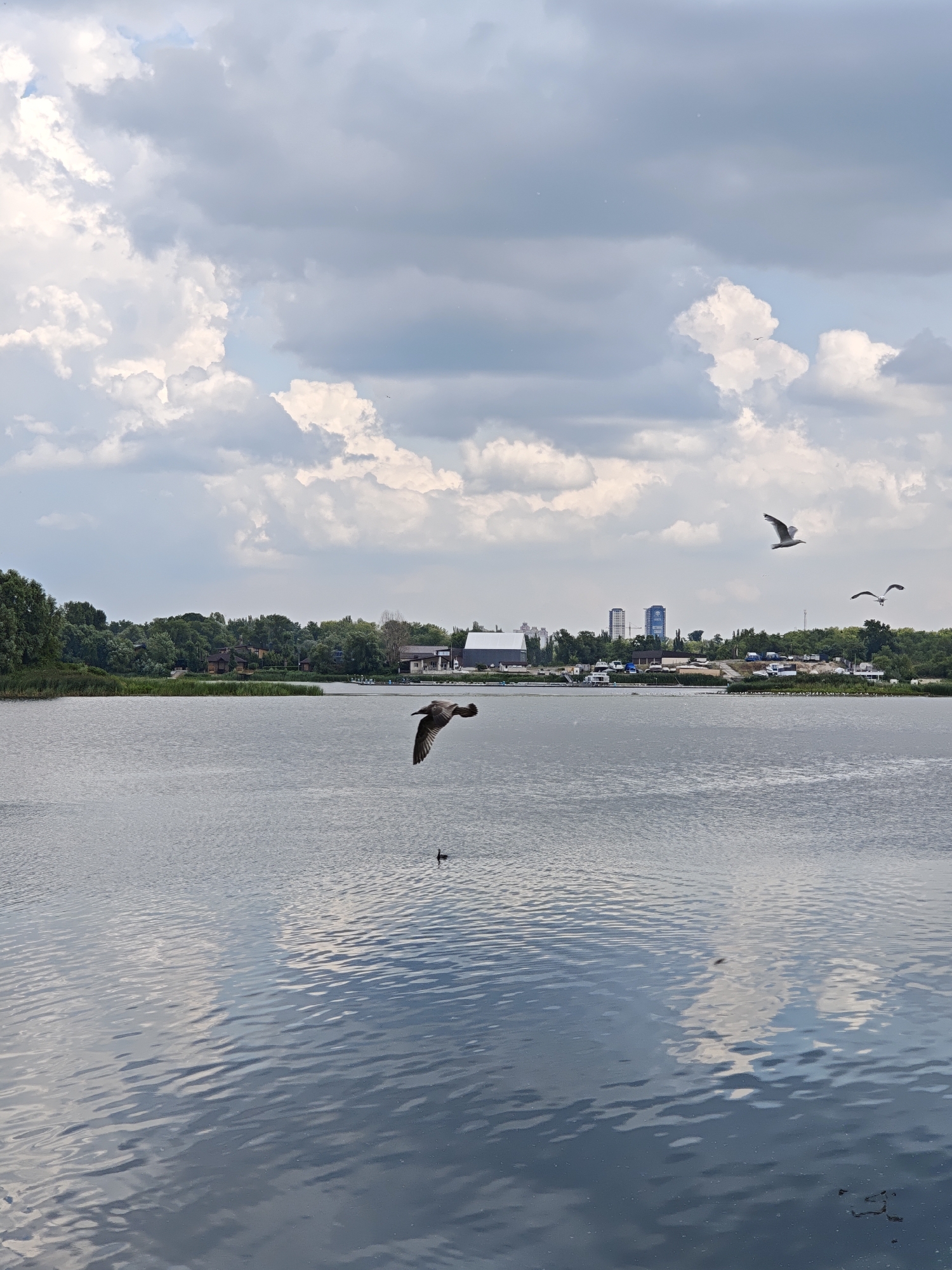 This image depicts a body of water, likely a river or lake, with a treelined shore in the background. Several buildings, including what appear to be apartment complexes and industrial structures, are visible on the opposite bank, suggesting an urban or semi-urban setting. The sky is partly cloudy, with a mix of white and gray cumulus clouds. Several birds are in flight over the water, with one prominently in the foreground, captured mid-wingbeat. The water's surface is rippled, reflecting the sky and surrounding environment. This scene is consistent with locations along the Dnipro River in Kyiv, Ukraine, such as the areas near Trukhaniv Island or the Obolonska Naberezhna.