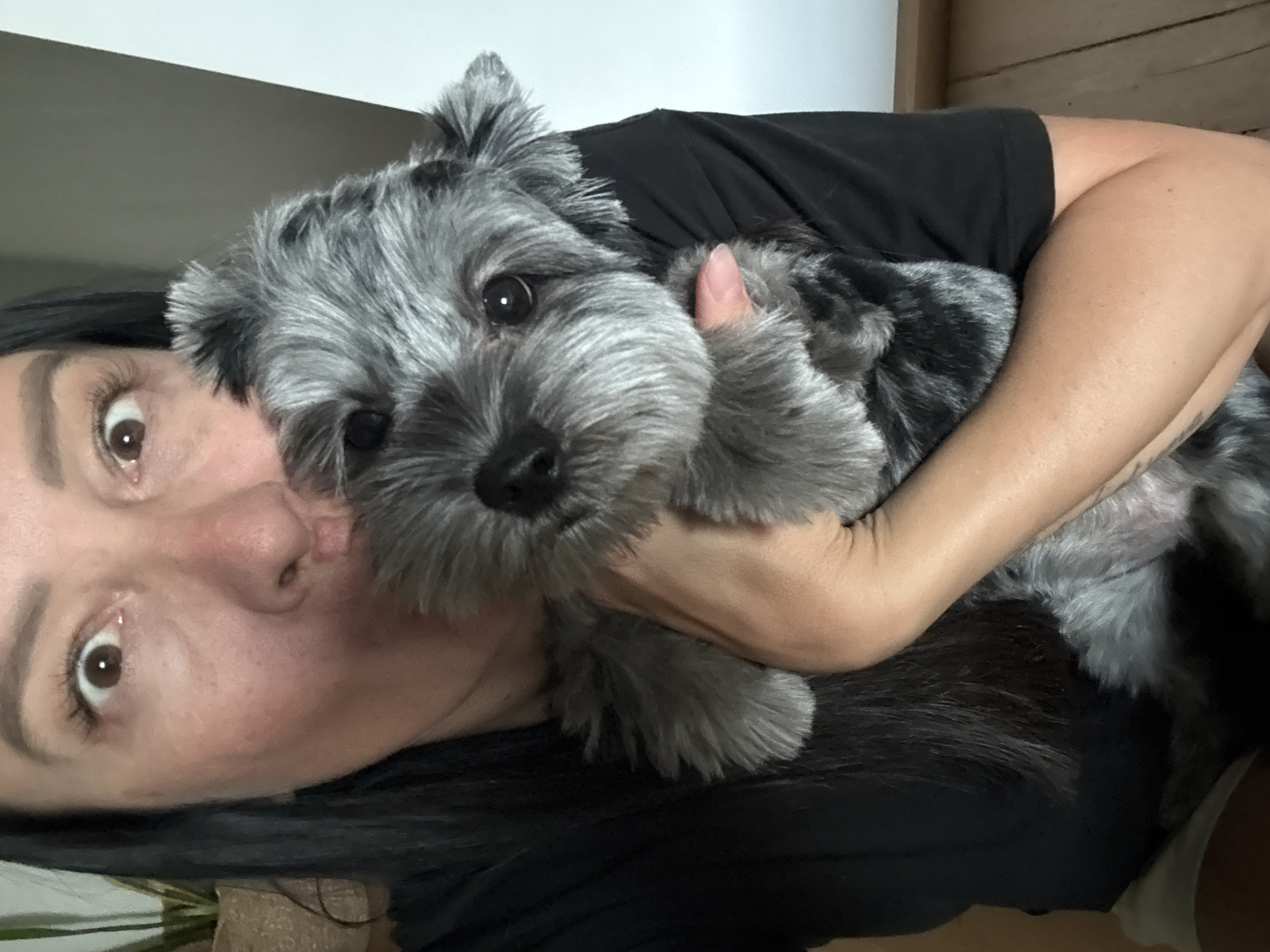 A woman with dark hair is holding a small grey dog. She is wearing a black t-shirt and her eyes are wide open. The dog is fluffy and has black and grey markings. The background is blurred, but it appears to be indoors with a wall and some wooden flooring. The image was taken in Chaikovsky, Russia.