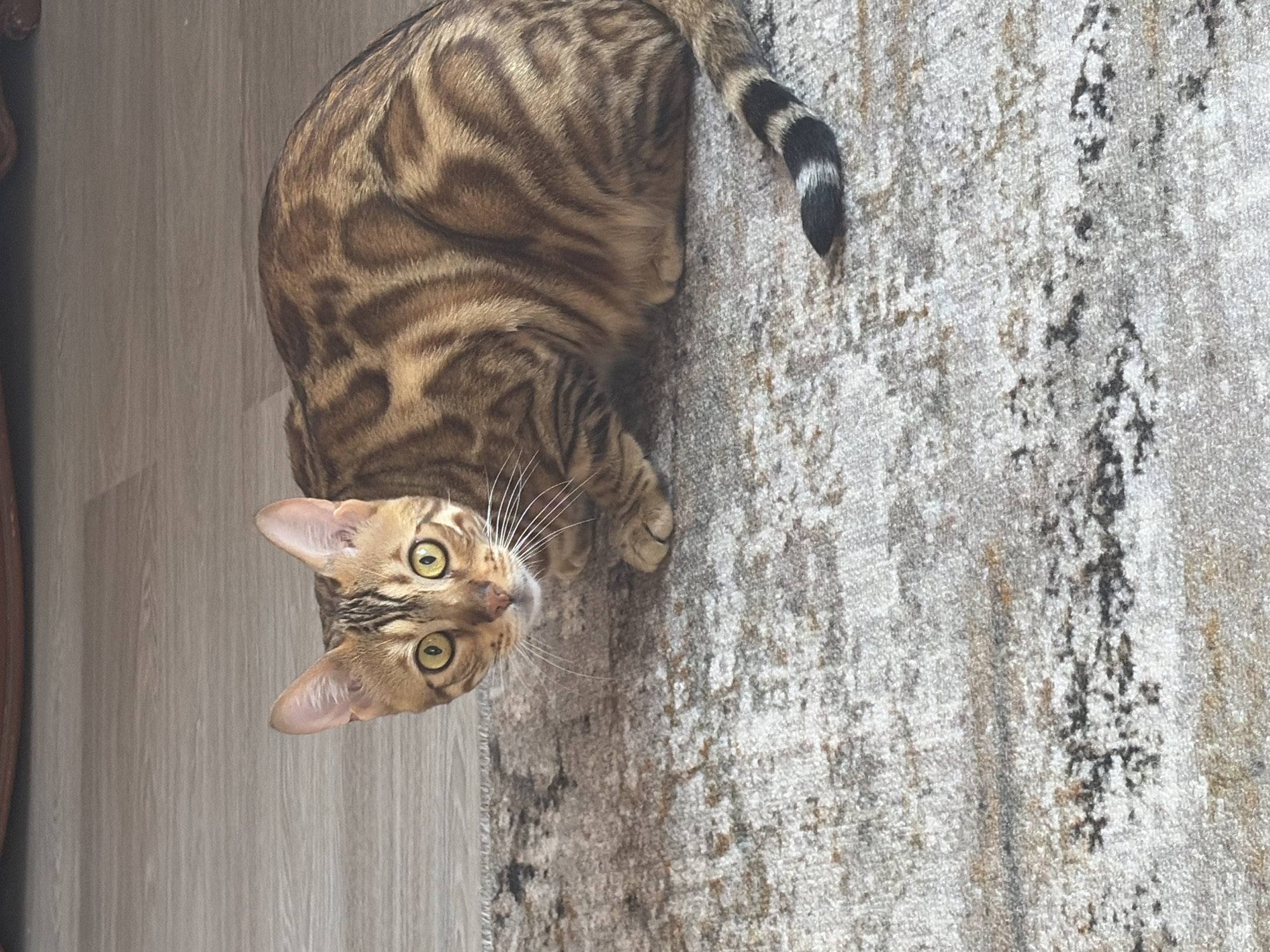 A Bengal cat with golden eyes and brown tabby markings is crouched on a grey and cream patterned rug. The cat is looking directly at the camera with its ears perked. Its tail, which is black and white striped, is curved behind it. The floor in the background appears to be wood laminate.