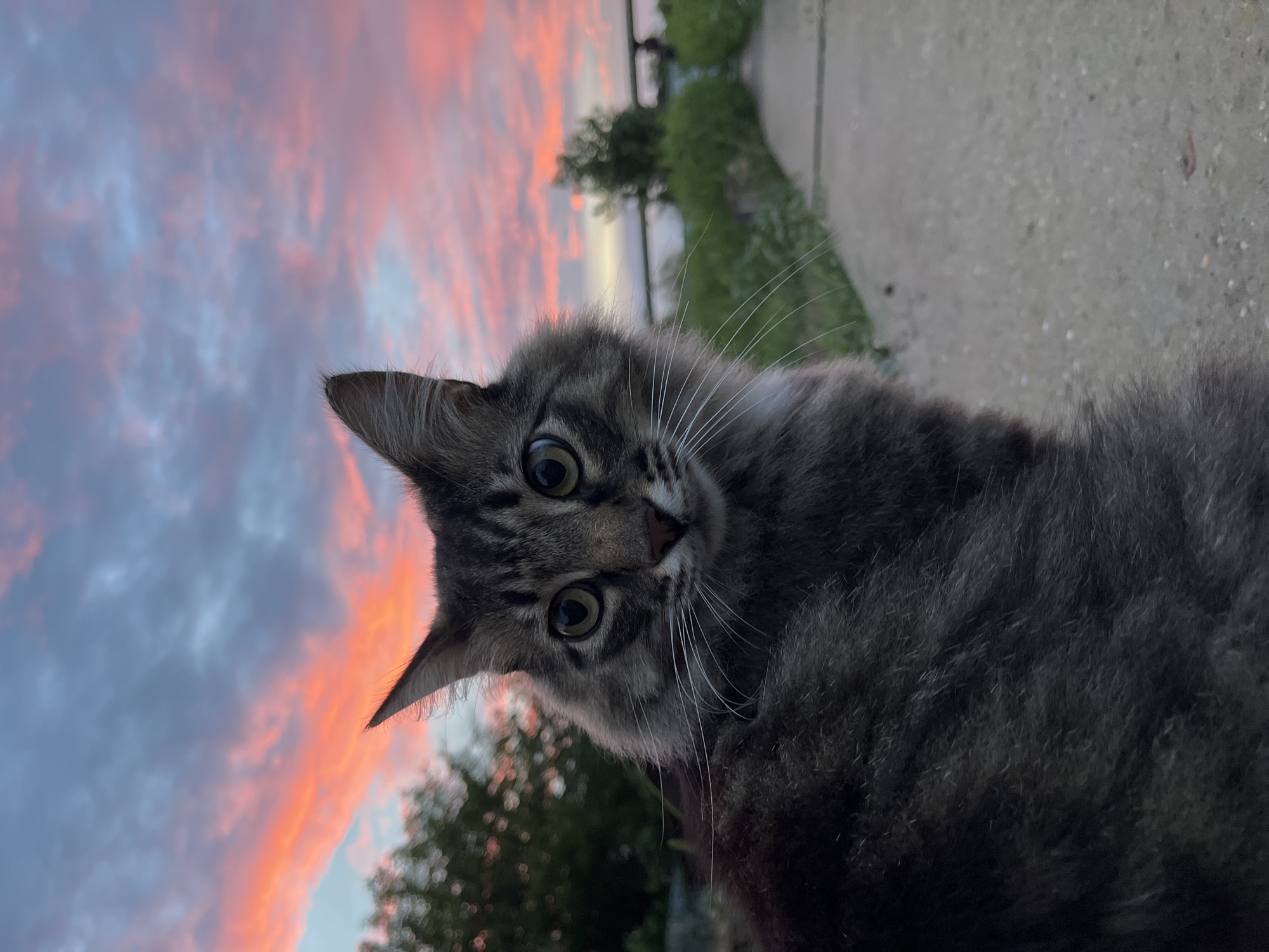 A Siberian cat sits on a concrete path in front of a blurry background of trees and greenery, with a vibrant pink and blue sunset sky visible above. The cat is facing the camera, with its body turned to the left and its head looking directly at the viewer. Its eyes are wide open and focused. The cat's fur is a mix of gray, brown, and black tabby markings. The sky is filled with dramatic clouds colored by the setting sun, displaying shades of pink, orange, and blue. The foreground consists of a concrete path with some scattered debris. The environment suggests an outdoor setting, possibly a park or a suburban area. The location in Krasnyye Barrikady, Russia is not visually evident from the image itself.