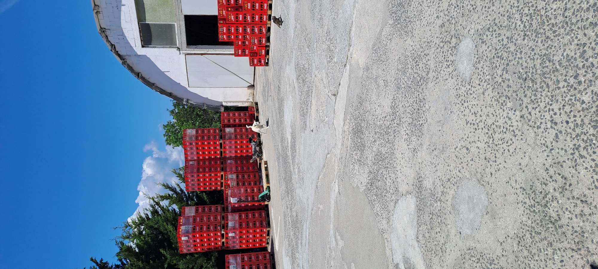 This is an outdoor, medium shot of a storage area with stacks of red plastic crates for drinks, likely Coca-Cola, in front of a white-walled warehouse with a large open bay. The crates are arranged in tall stacks on wooden pallets. In the middle ground, there are two dogs, one light-colored and one speckled, and a cat in the foreground. The ground is paved with grey concrete with visible aggregate. Trees are visible in the background to the left, and the sky is bright blue with scattered white clouds. The image appears to be taken in the city of Velika, Bulgaria.