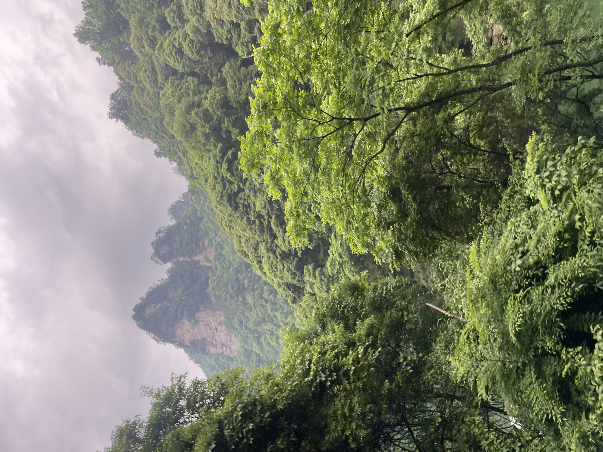 A natural landscape scene, likely captured in Wulingyuan, China, features lush green foliage dominating the foreground and right side of the frame. The left portion reveals a rugged mountain range under an overcast sky, with visible rock formations and dense vegetation covering the slopes. The image suggests a misty or humid atmosphere, characteristic of the area known for its unique sandstone karst formations. No people are visible in the scene. The focus is on the natural environment.