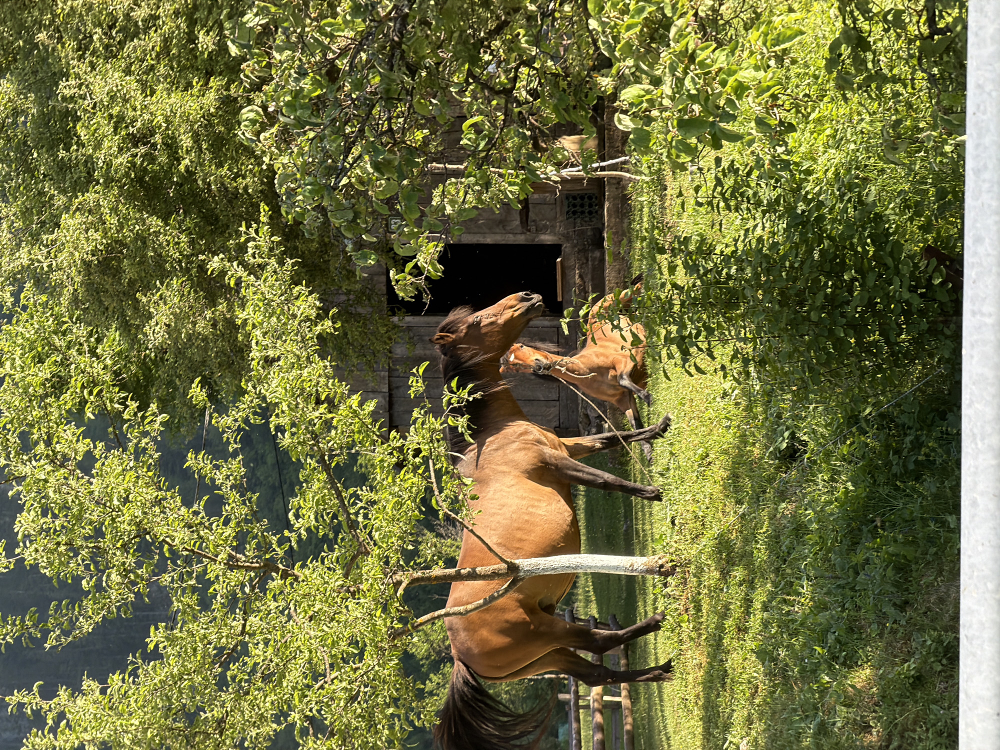 The image shows a brown horse with its head raised towards a wooden structure with a dark opening, possibly a barn or stable. A smaller, lighter-colored horse is adjacent to it. The scene is set against a backdrop of trees and greenery, with sunlight filtering through the foliage. The environment appears rural, with a wooden fence visible in the foreground. I do not see the city of Bistrica, Montenegro in the image.