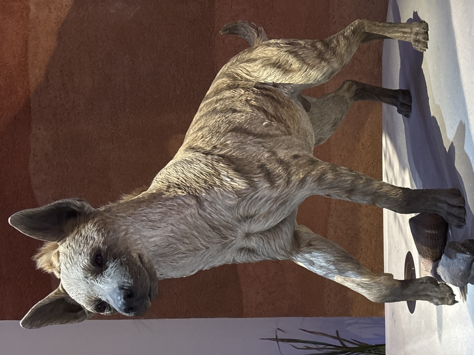 A full-body, low-angle photograph captures a lifelike sculpture of a hyena standing on a light-colored, textured surface. The hyena is positioned in a three-quarters profile, facing towards the left of the frame. Its coat is a mottled pattern of light brown and darker stripes, with individual strands of fur realistically rendered. The hyena has large, erect ears, dark eyes, and a pointed snout. Its front left leg is extended forward, as if in motion, while its hind legs are positioned behind it. At the base of the hyena's front legs, three dark, irregular objects resembling rocks or logs are present. The background consists of a textured, rust-colored wall. To the far left, a thin, green, stalk-like plant is visible against a lighter, vertical surface. The overall lighting suggests an indoor display. The photograph was taken at the National Museum in Abu Dhabi, United Arab Emirates.