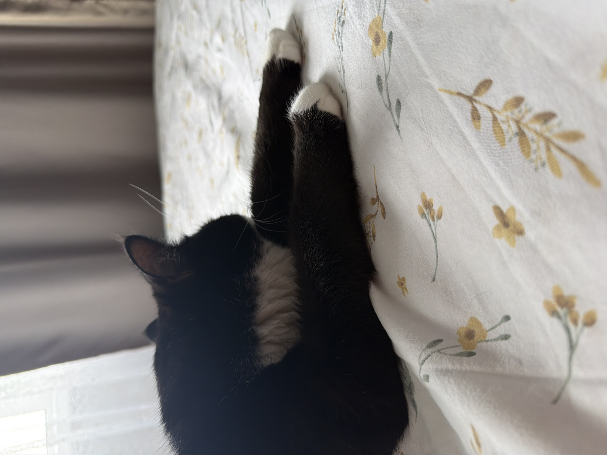 A black and white cat is curled up on a bed with a floral print sheet. The cat's back is to the camera, and its head is tucked down. Its paws are extended forward, and its white socks are visible. The room appears to be a bedroom, with a window and curtains in the background. The lighting is soft and natural, suggesting it is daytime. The cat appears to be relaxed and comfortable. The image was taken in Chekhov, Russia.