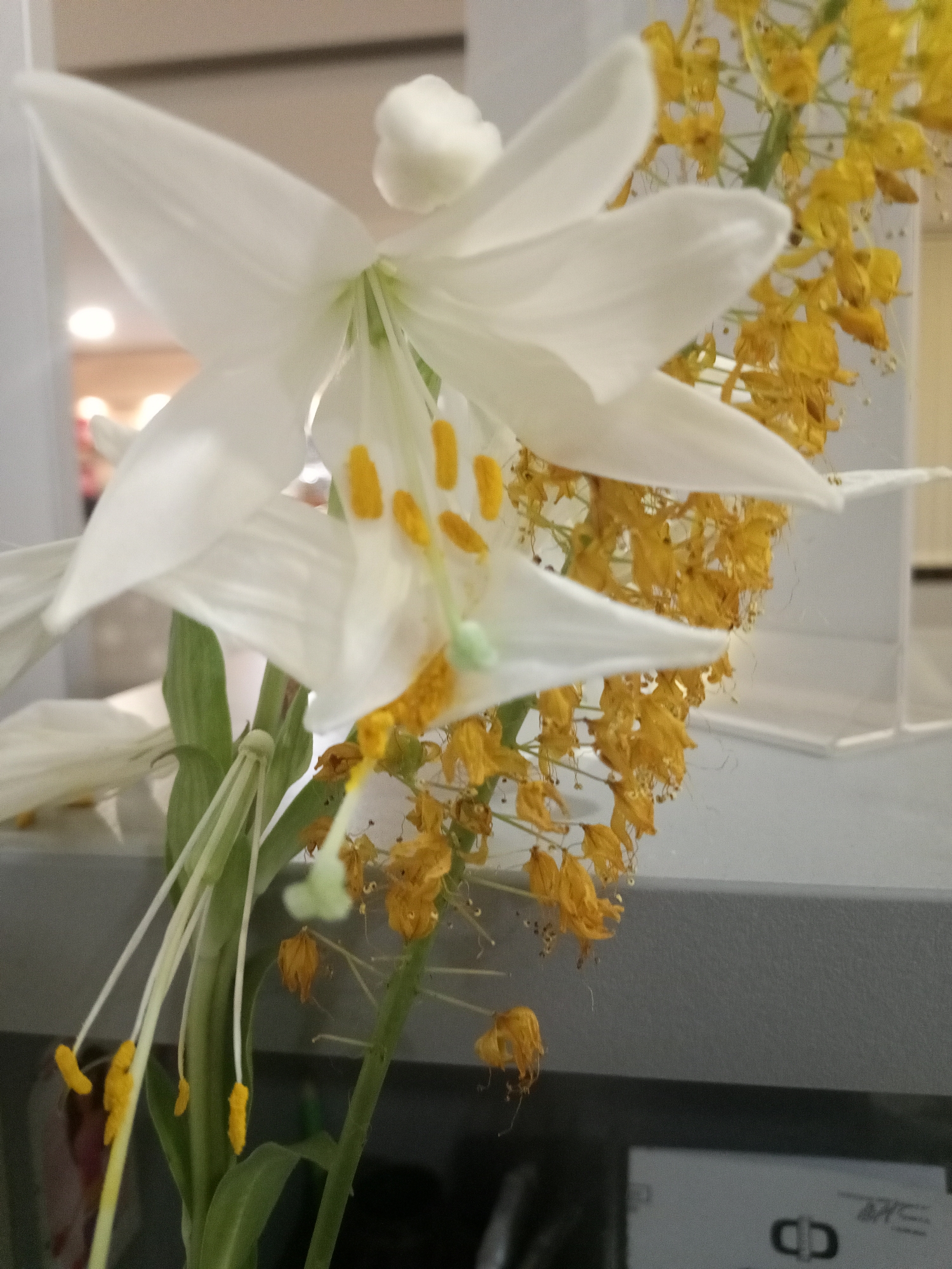 A close-up shot focuses on a white lily and a cluster of small yellow flowers against a blurred indoor background. The lily's petals are open, revealing bright yellow stamens. The yellow flowers are delicate and appear to be wilting. The composition is tightly cropped, with the plants filling most of the frame. The background suggests an indoor environment with soft lighting and a grey shelf-like surface. There are no people or discernible actions occurring.