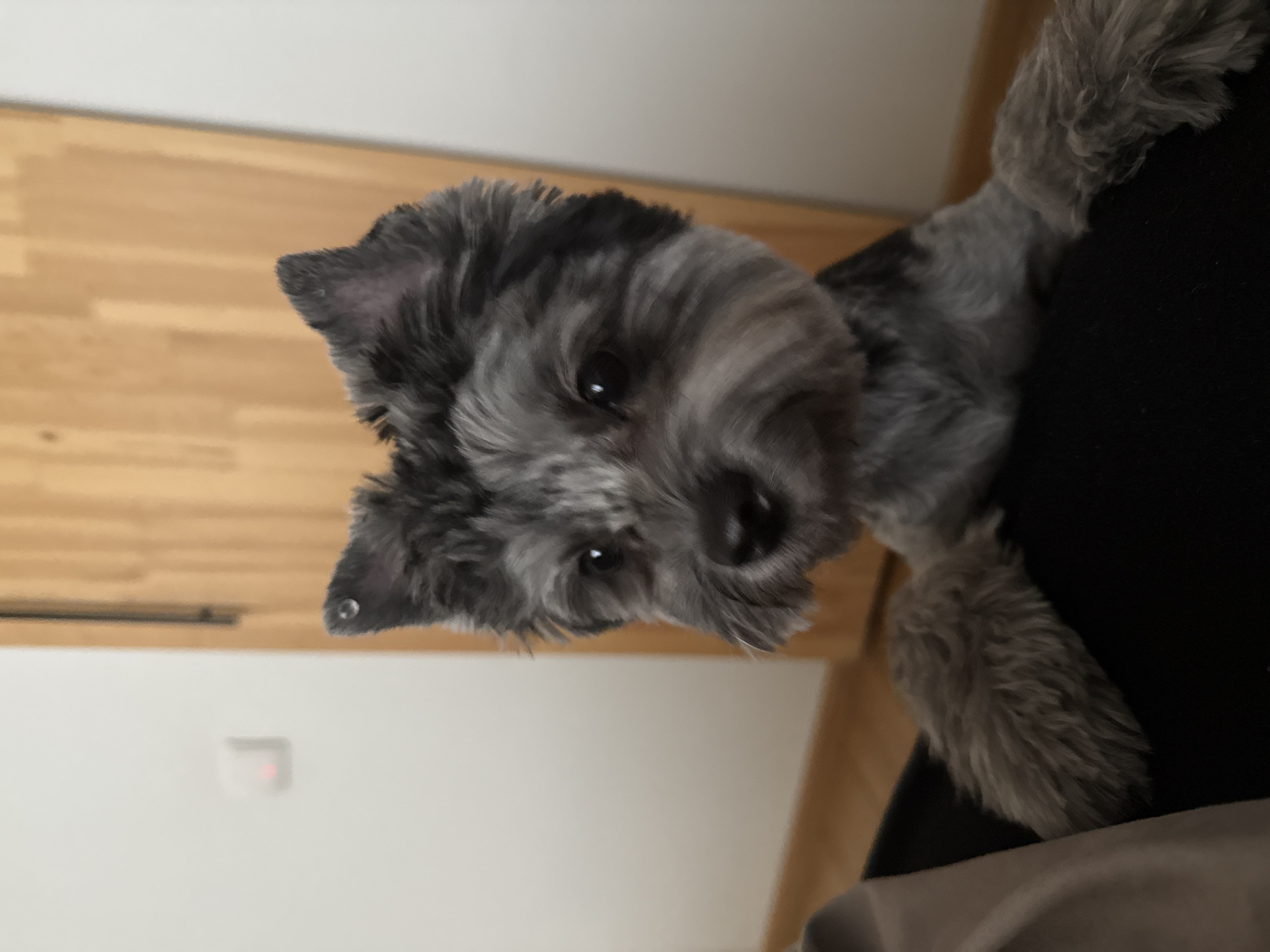 A close-up, eye-level shot focuses on a small, grey and black dog with its head and front paws visible. The dog appears to be looking slightly to its left. Its ears are perked up, and a small droplet of liquid is visible on the tip of its left ear. The dog's fur is somewhat shaggy, and its eyes are dark. The background is blurred, showing a white wall on the left with a small, square object that has a red light. To the right of the wall, a wooden door with vertical planks is visible. The lower portion of the image shows the dog's paws resting on what appears to be dark fabric, possibly clothing, and a beige-colored fabric is visible on the far left. The scene is indoors and domestic. There is no identifiable connection to the city of Chaikovsky, Russia.
