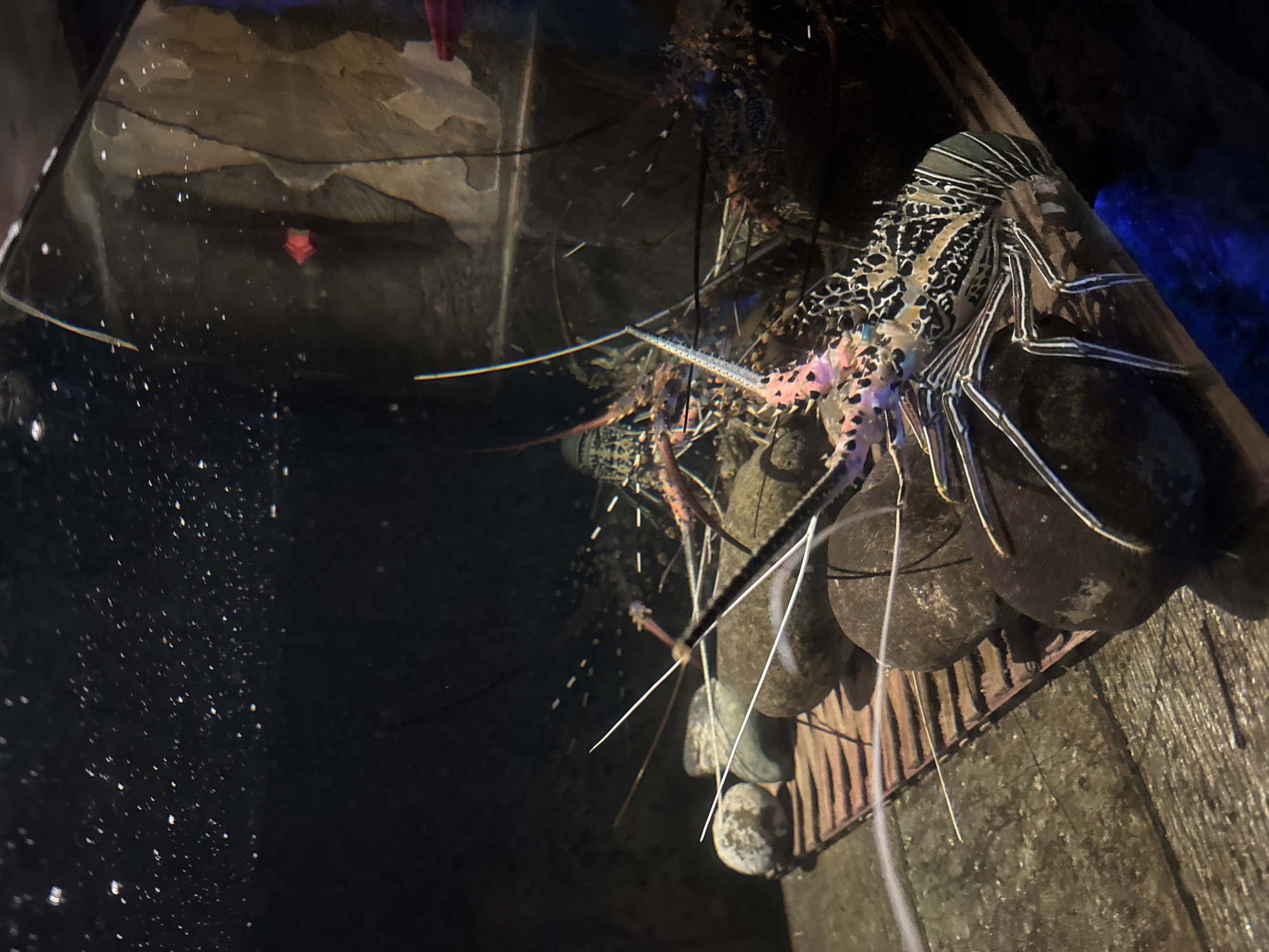 The image shows a close-up of several lobsters in what appears to be an aquarium. The lobsters are on a wooden platform surrounded by rocks. The water is dark, with some light reflecting off the surface. One lobster in the foreground is particularly detailed, with a patterned shell and long antennae. The background is dark and out of focus. There are no people visible in the image. The scene is consistent with an exhibit at an aquarium or seafood restaurant. Given the prompt specifies North Kuta, Indonesia, this could be an exhibit at an establishment there.