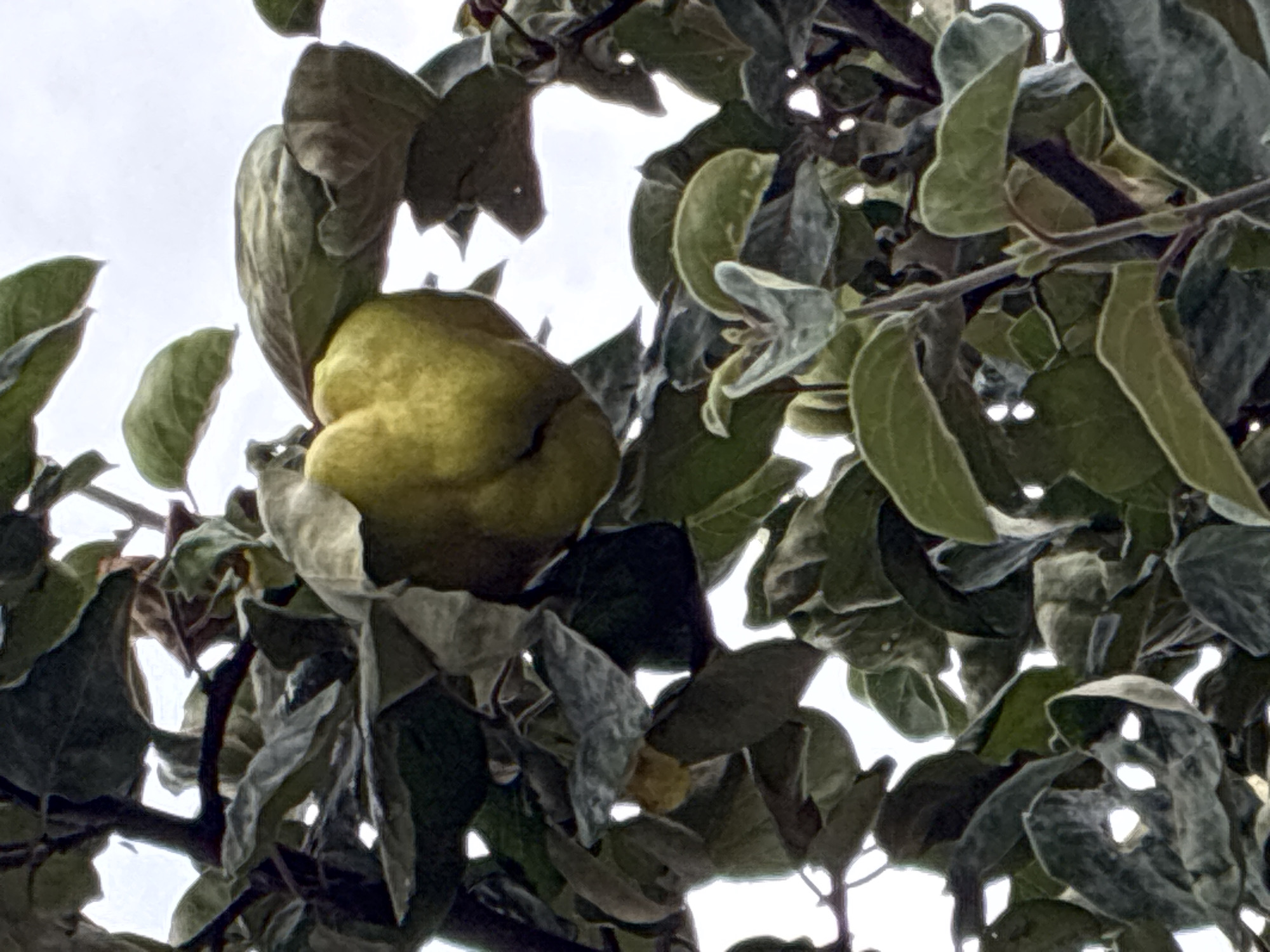 A close-up, low-angle shot captures a single, yellow-green quince fruit hanging from a tree branch, surrounded by dense foliage and dappled sunlight. The fruit, which is slightly heart-shaped, is partially obscured by large, leathery leaves in shades of green and brown. The background is a bright, overcast sky. The image appears to be taken in Kuks, Czechia, in a garden or orchard setting.
