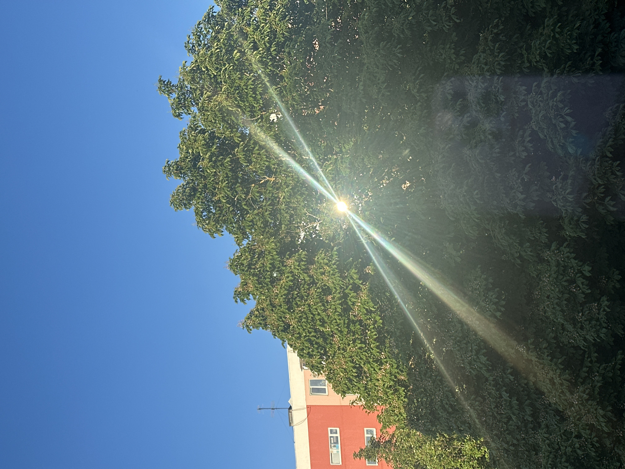 The image, initially presented rotated 90 degrees counter-clockwise, captures an outdoor scene under a bright, clear blue sky in Stavropol, Russia. A large, dense tree with abundant green foliage dominates the right side of the frame. The sun, positioned towards the center-right and partially obscured by the tree's leaves, casts a prominent, star-shaped lens flare with several distinct light rays extending outwards. This strong illumination suggests a sunny daytime, likely morning or afternoon.
On the lower-left side of the frame, part of a multi-story building is visible. The building exhibits a two-tone facade, with a vibrant red-orange section at the bottom and a lighter, off-white or cream-colored section above it. Several white-framed rectangular windows are visible on both sections. A dark antenna structure protrudes from the flat roof of the building.
No people are visible, and there is no specific activity taking place; the scene is static. The weather is clear and sunny. No visible text is present in the image. The combination of the urban building and the natural tree suggests a residential or urban green space setting within Stavropol.