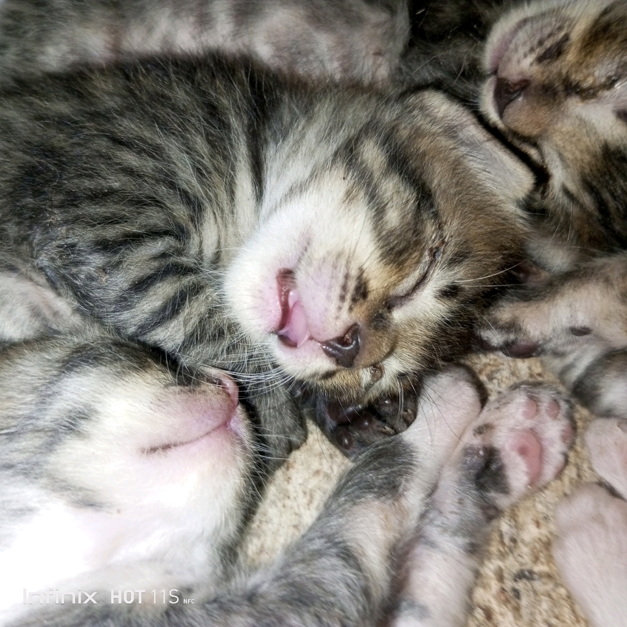 The image shows a close-up of several tabby kittens sleeping. One kitten's mouth is slightly open, revealing its tongue. The kittens are nestled together, with their fur appearing soft and fluffy. The background is a neutral, textured surface. There is no information available about the location of Sukaslamet, Indonesia, or any people present.