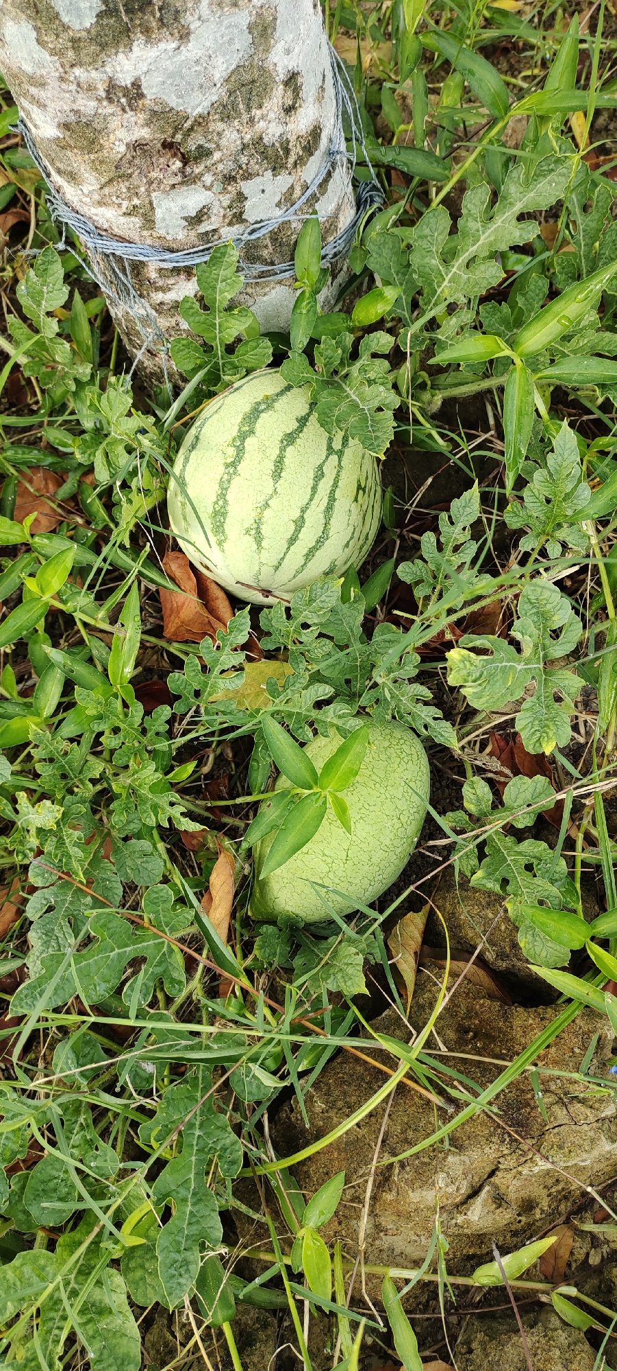 In Lhokseumawe, Indonesia, two watermelons are visible amidst dense green foliage and dry leaves on the ground. One watermelon, lighter green with darker green stripes, sits to the left, partially obscured by leaves. Another, solid green watermelon is positioned below and to the right of the first. A rough-barked tree trunk, bound with wire, is present in the upper left quadrant of the image. The surrounding environment appears to be a natural or garden setting with the watermelons growing near the base of the tree.