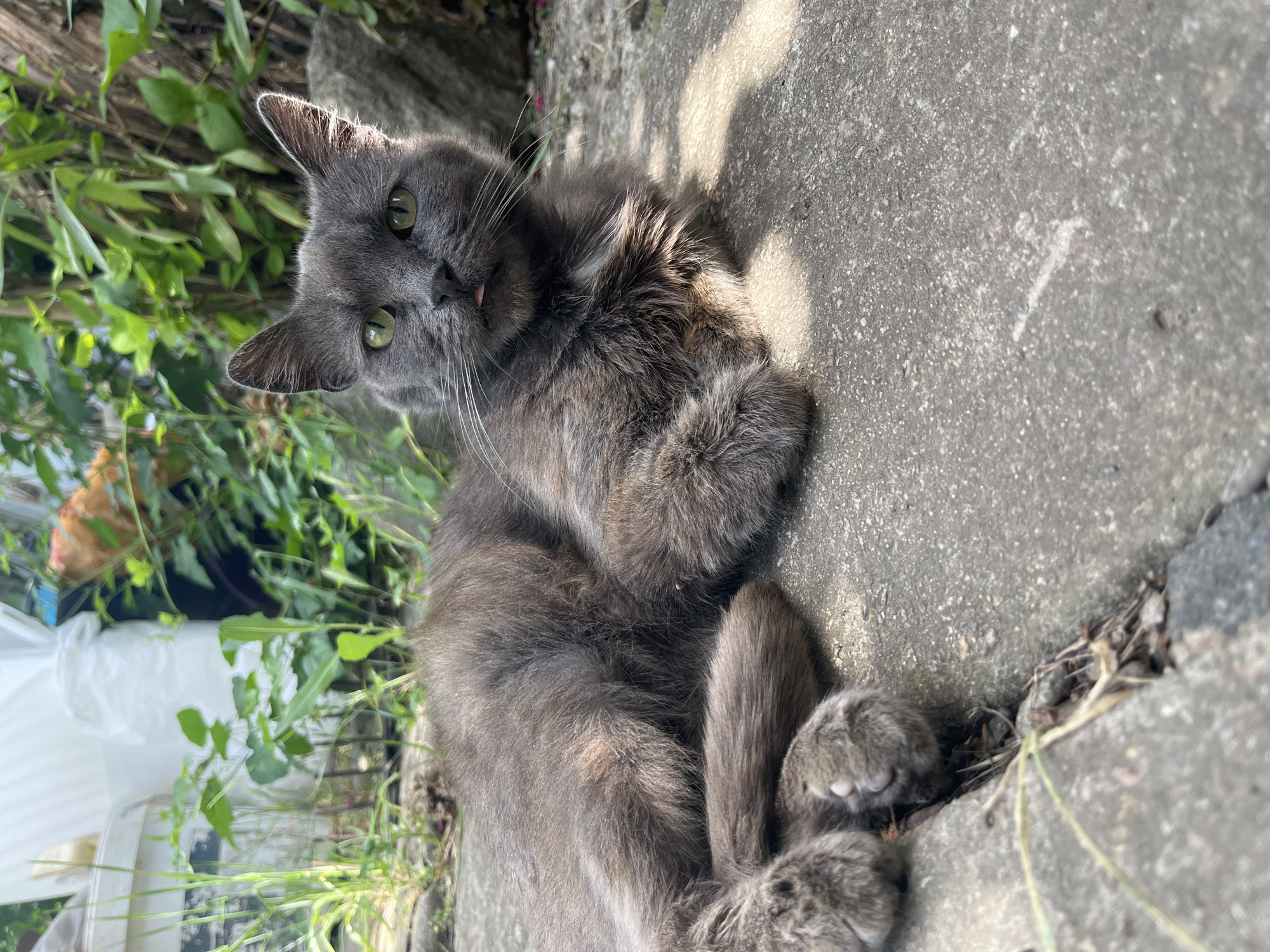 A gray cat is lying on a concrete surface in an outdoor setting. The cat is facing the camera and its tongue is slightly sticking out. The cat's fur is long and appears somewhat disheveled. Behind the cat, there is lush green foliage and some rocks. In the background, there are also some white plastic bags and other objects that are out of focus. The lighting suggests it is daytime, with sunlight casting shadows on the concrete. The location is described as Unknown, Unknown.