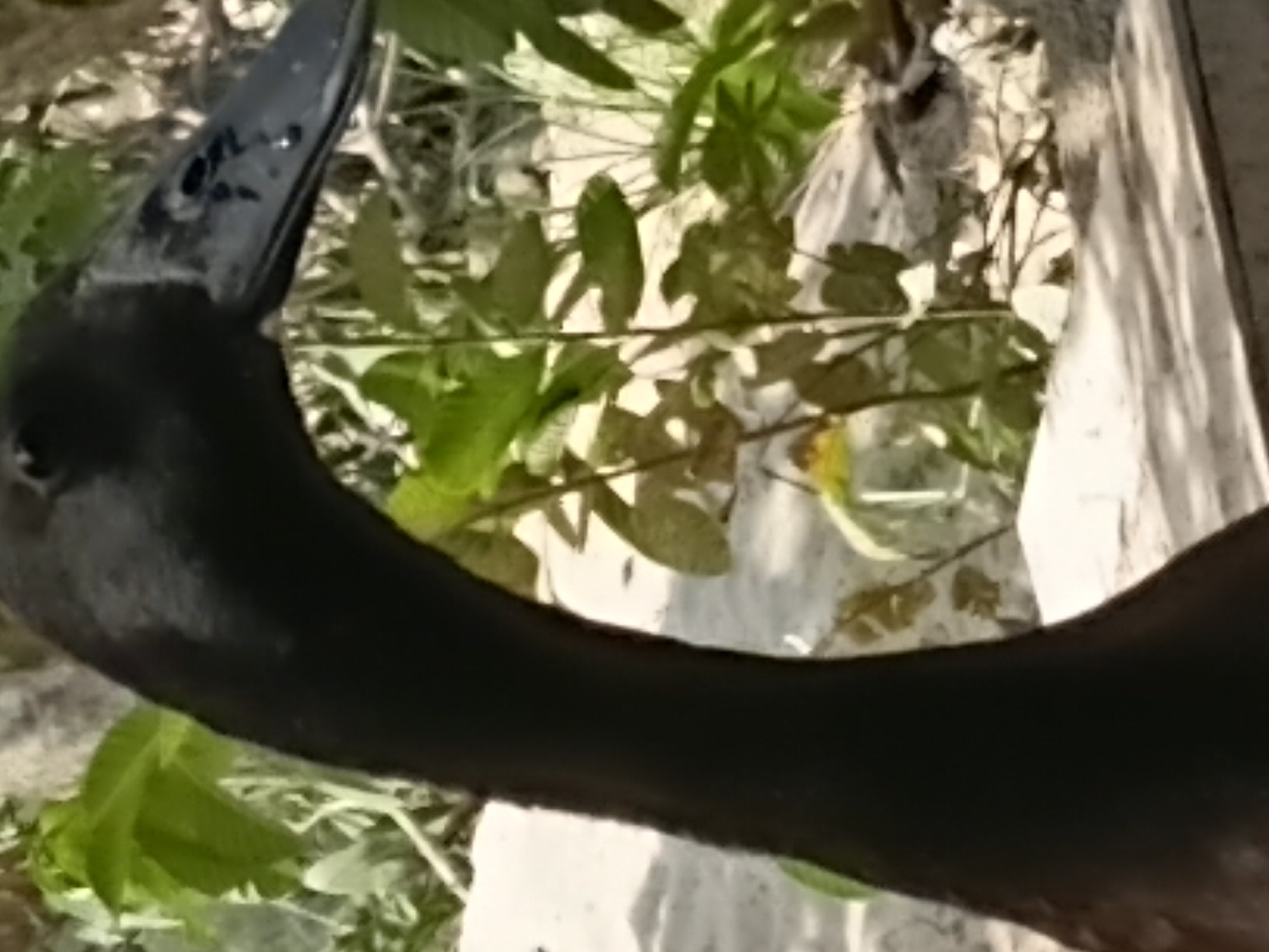 A black duck with its neck curved is positioned in the foreground of the image. The duck has a long, dark bill with some water droplets visible on it. Behind the duck, there is lush green foliage and some sandy ground. The background appears to be outdoors, possibly in a natural setting. There is no indication of the city of Margo Rukun, Indonesia in the image.