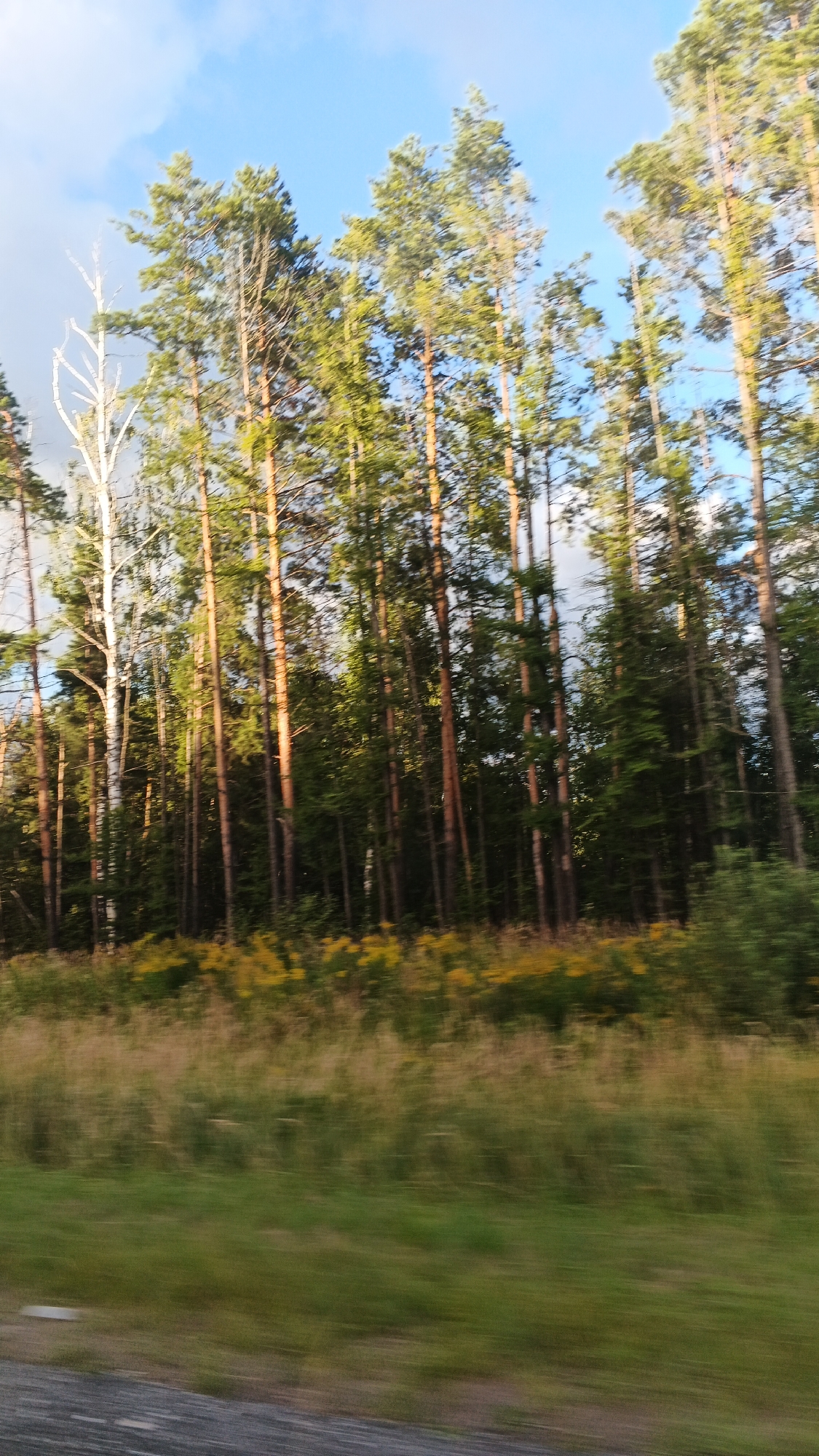 The image depicts a dense forest of tall, slender pine trees with a light-colored, bare tree trunk visible on the left. The trees are a mix of green and brown, with sunlight filtering through the canopy, casting shadows and highlighting the foliage. In the foreground, there is a blurred field of green grass interspersed with patches of yellow wildflowers. The sky above is a mix of blue with wispy white clouds. The scene appears to be a natural landscape, possibly a roadside view, given the motion blur in the foreground, suggesting movement. There are no people or animals visible in the image. The environment is consistent with a wooded area in a temperate climate.